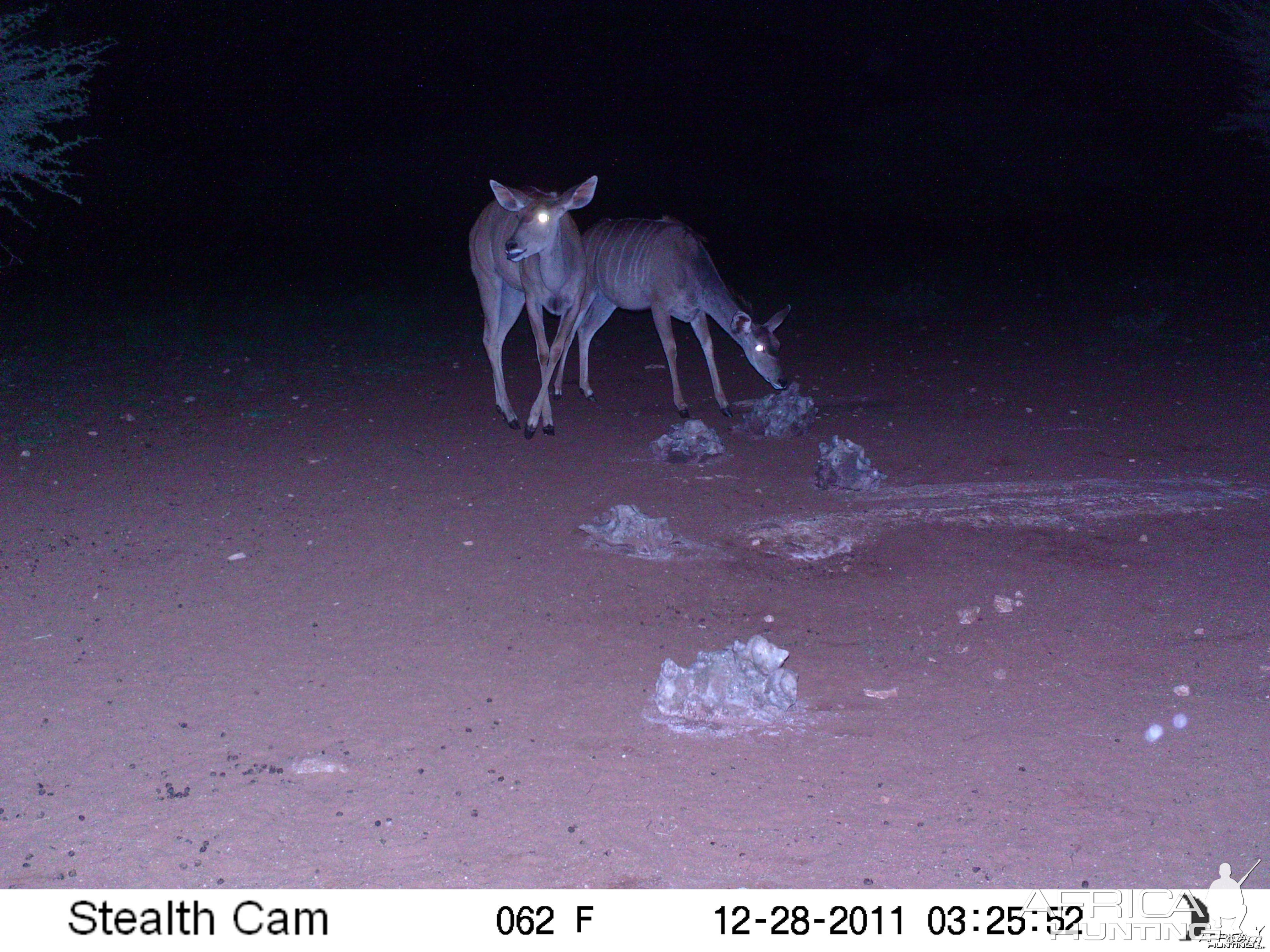 Trail Camera Namibia