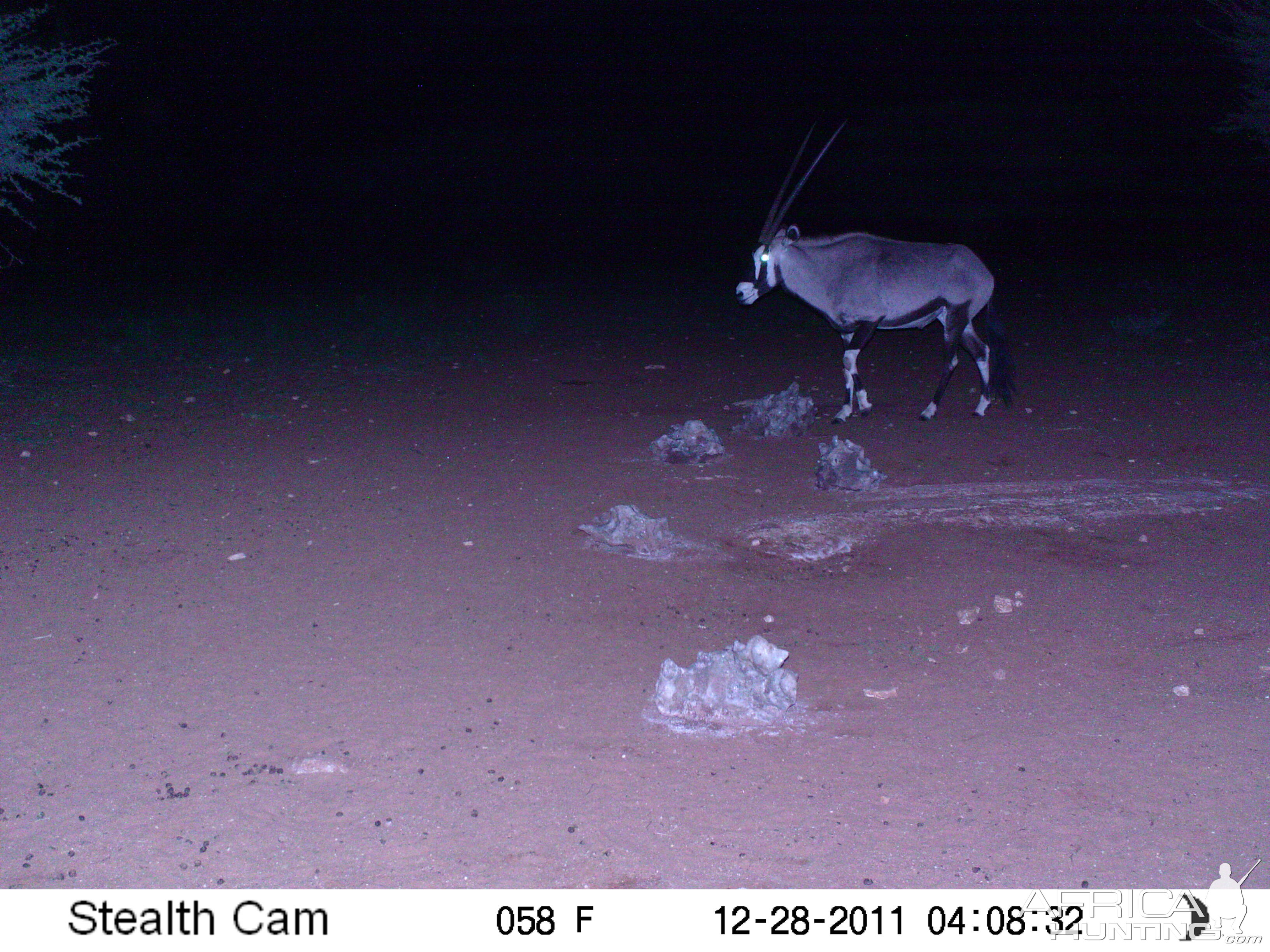 Trail Camera Namibia