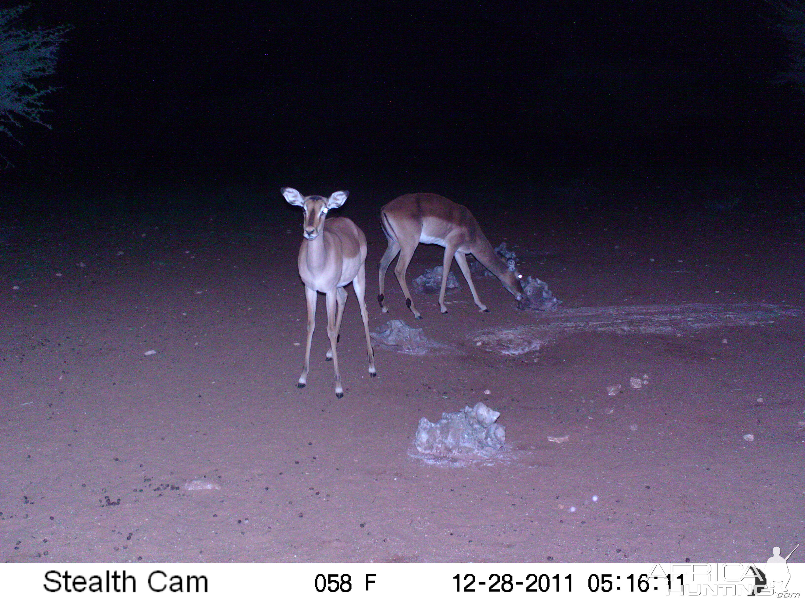 Trail Camera Namibia