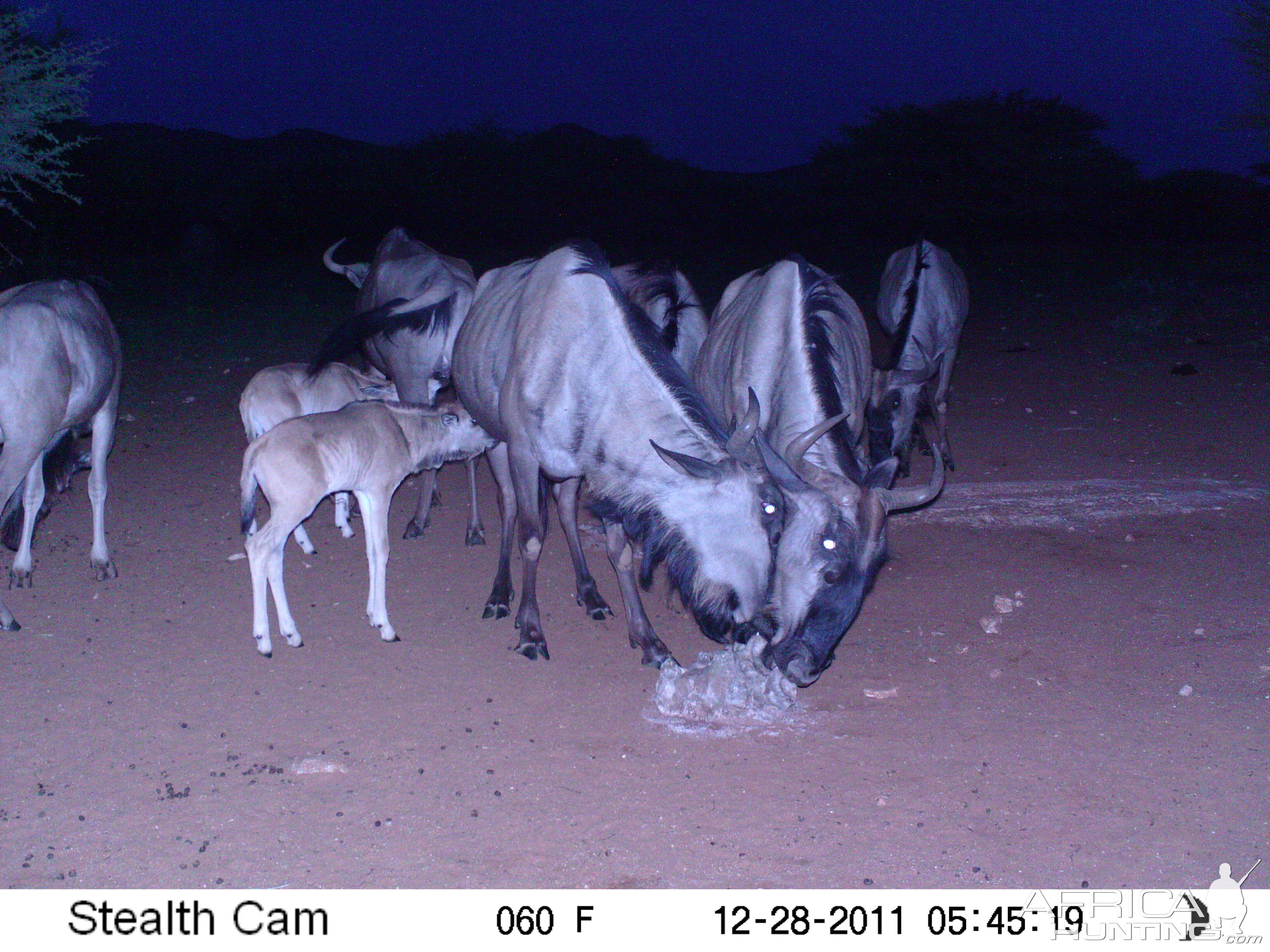 Trail Camera Namibia