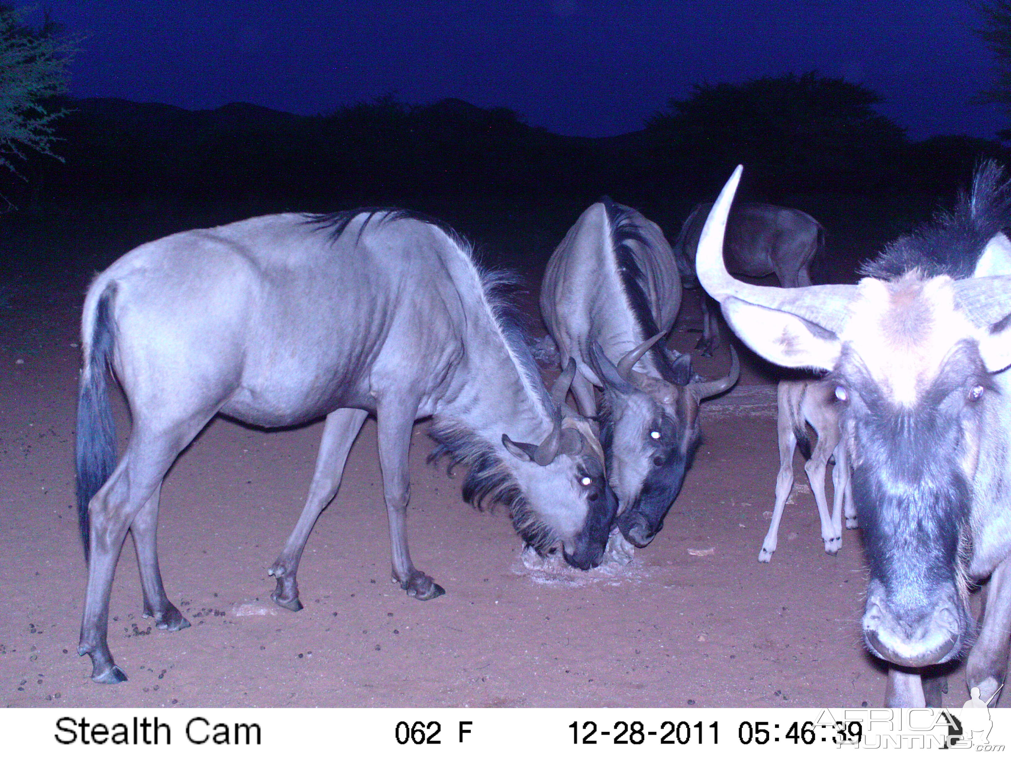 Trail Camera Namibia