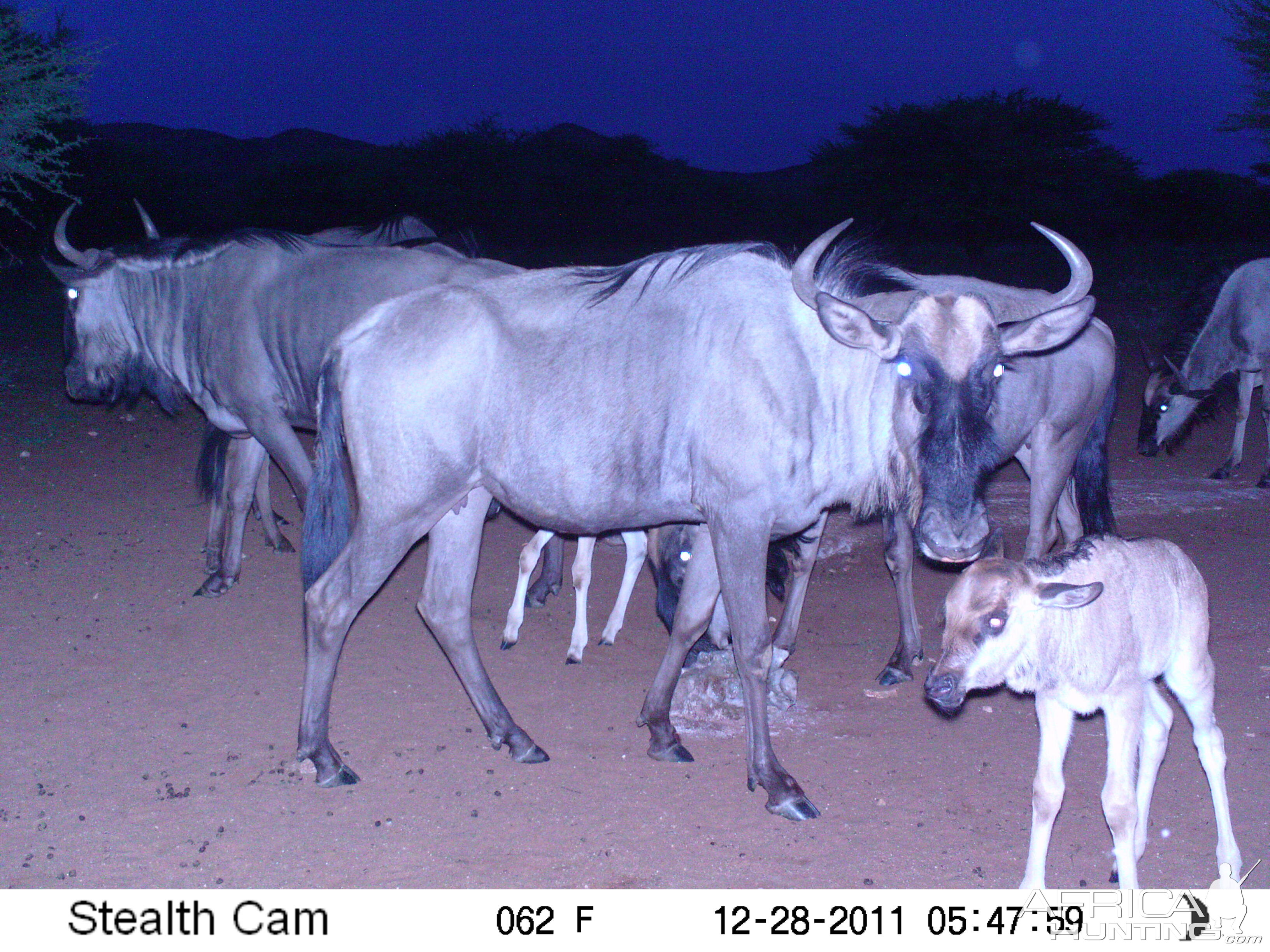 Trail Camera Namibia