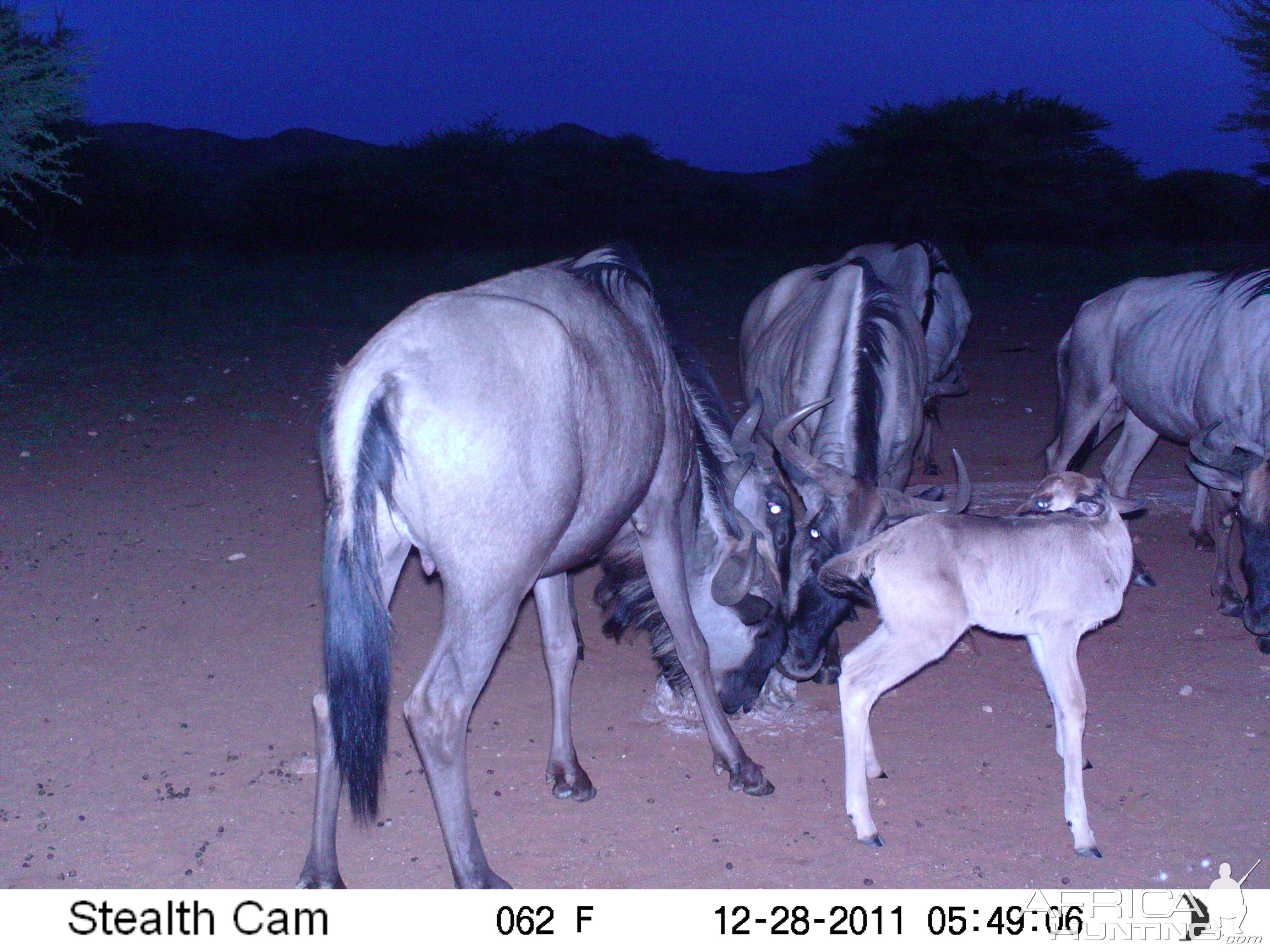 Trail Camera Namibia