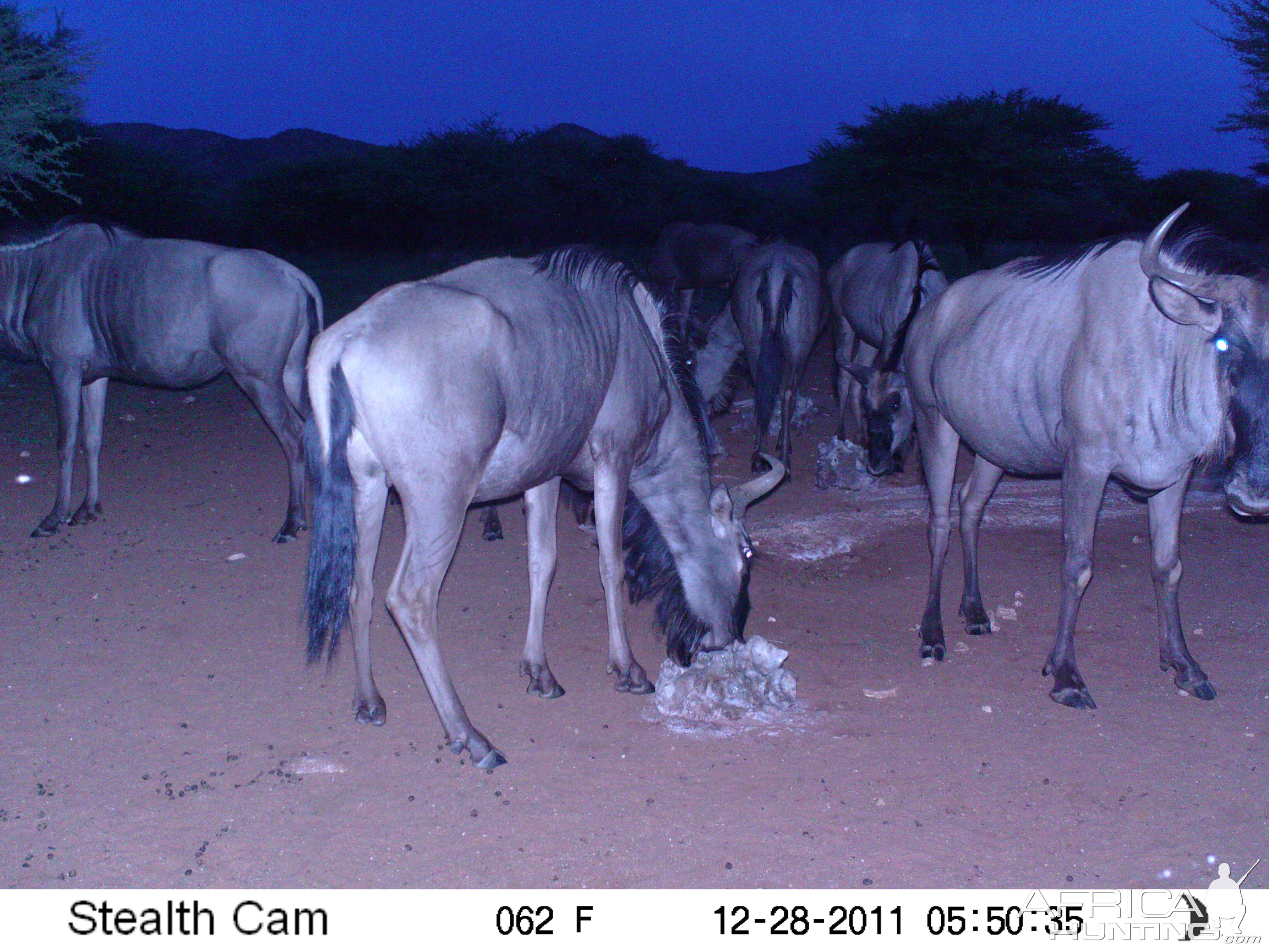 Trail Camera Namibia