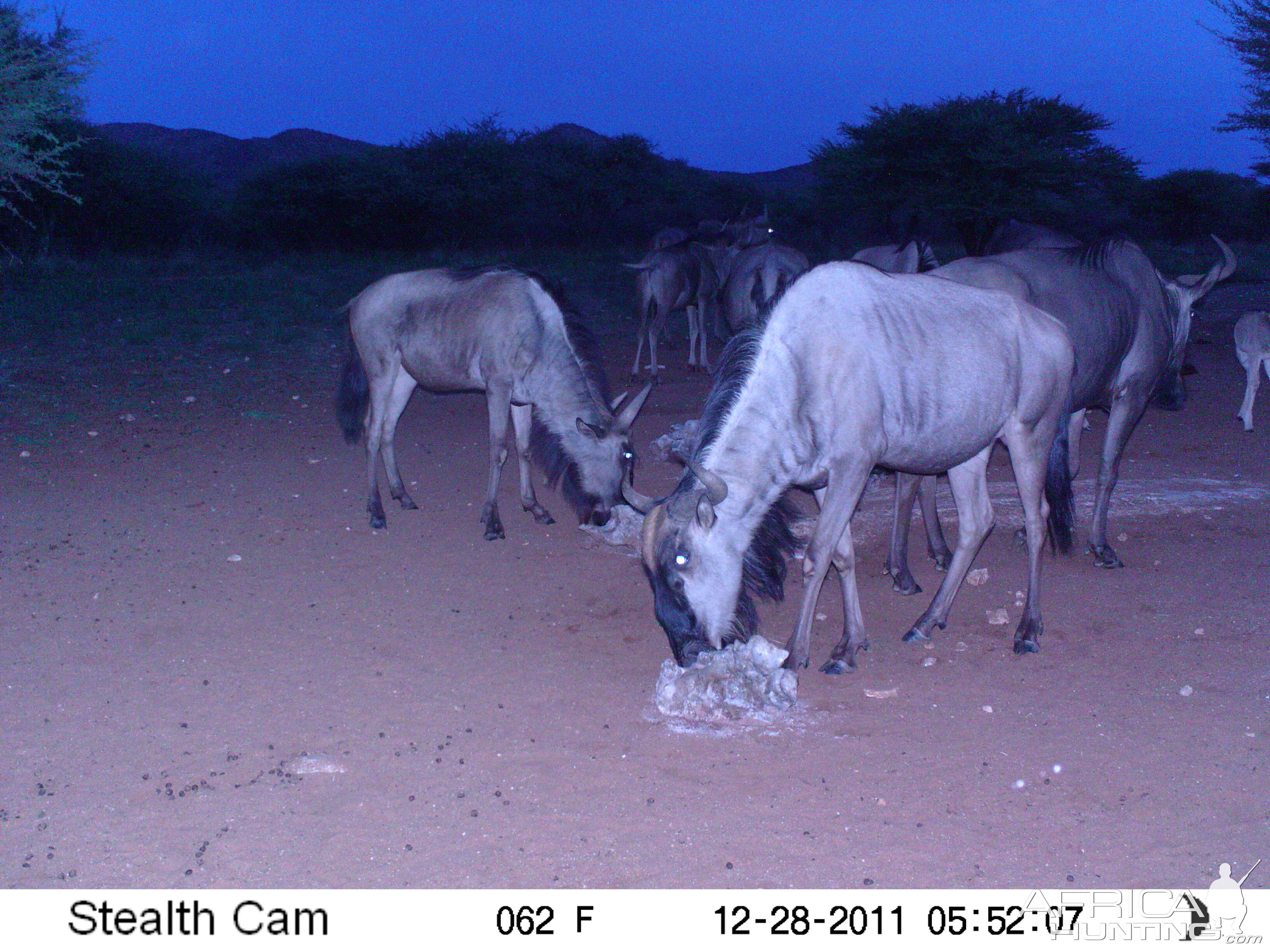 Trail Camera Namibia