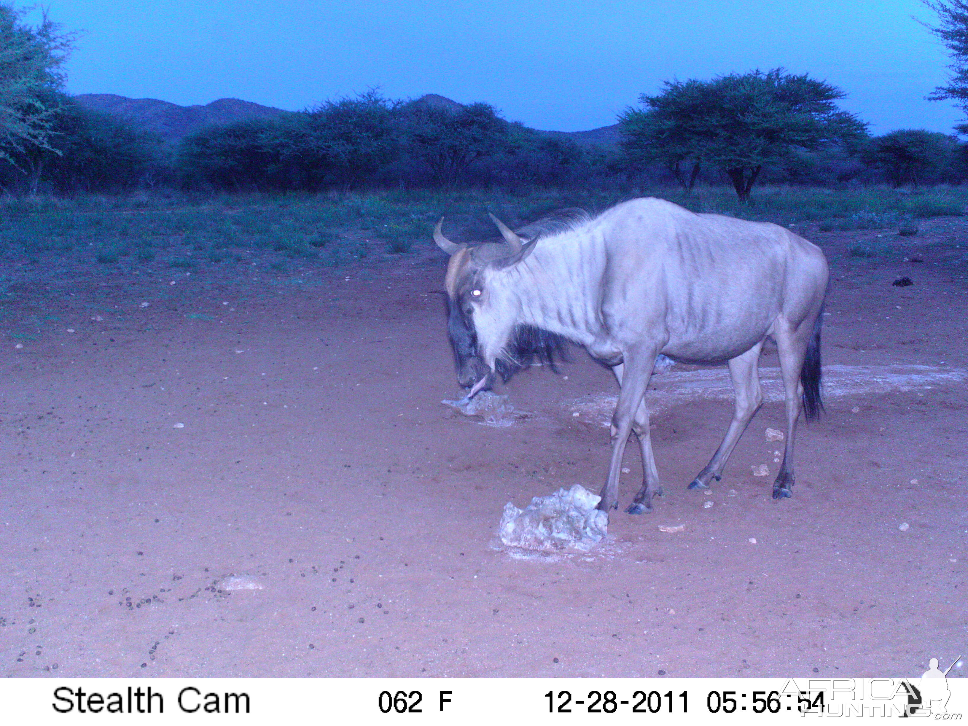 Trail Camera Namibia