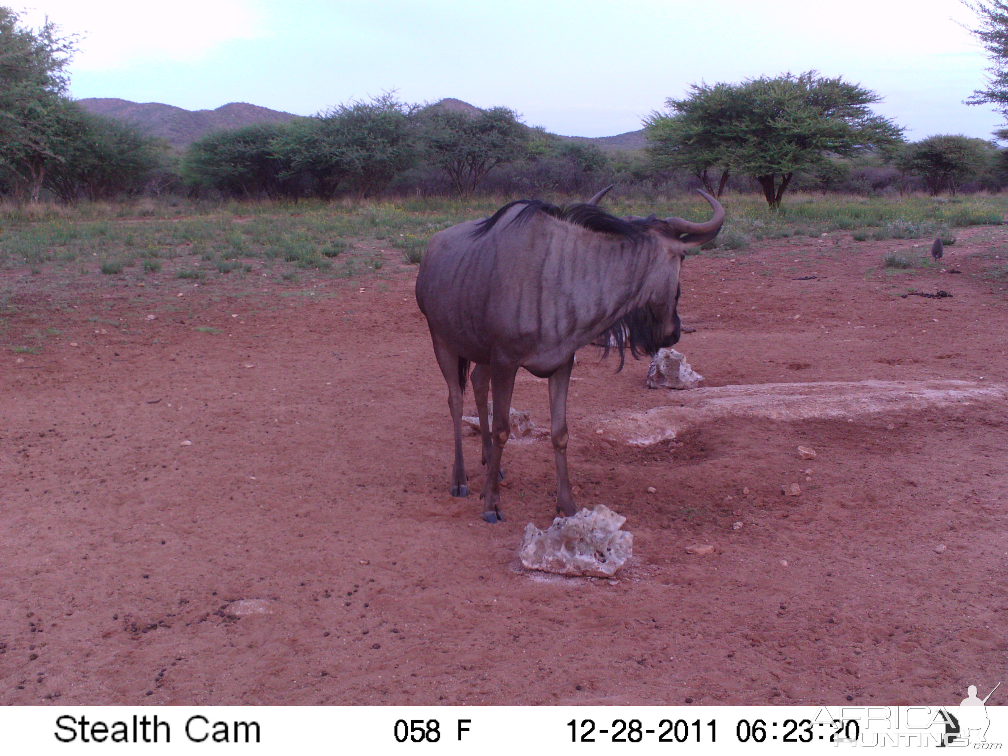 Trail Camera Namibia