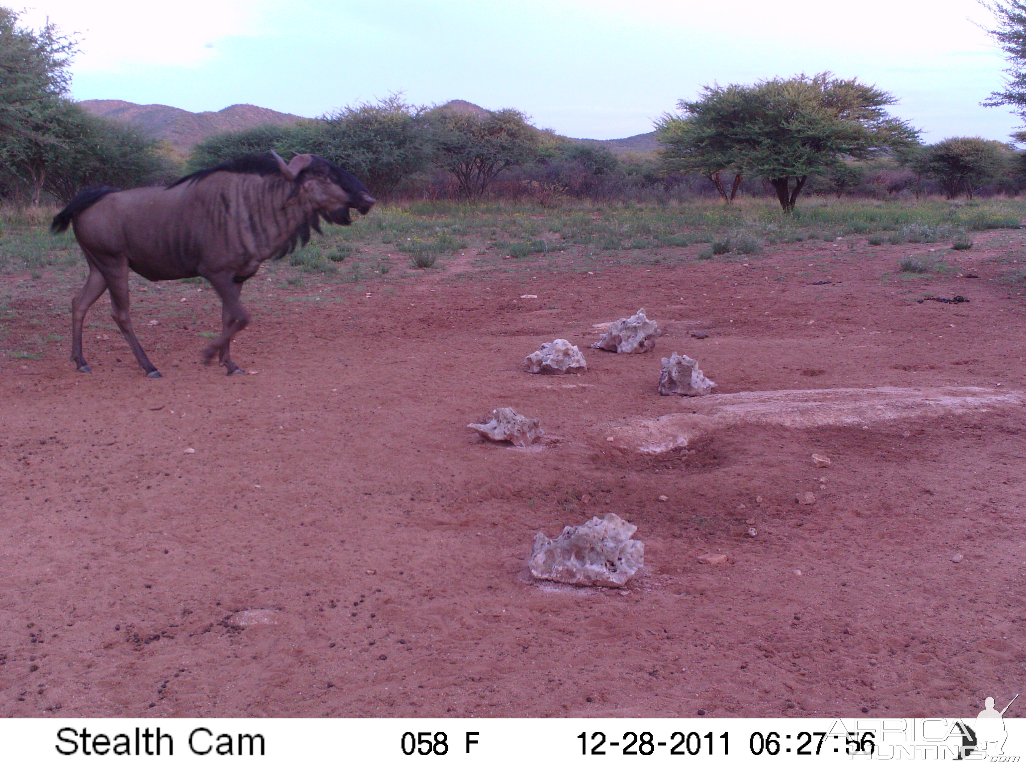 Trail Camera Namibia