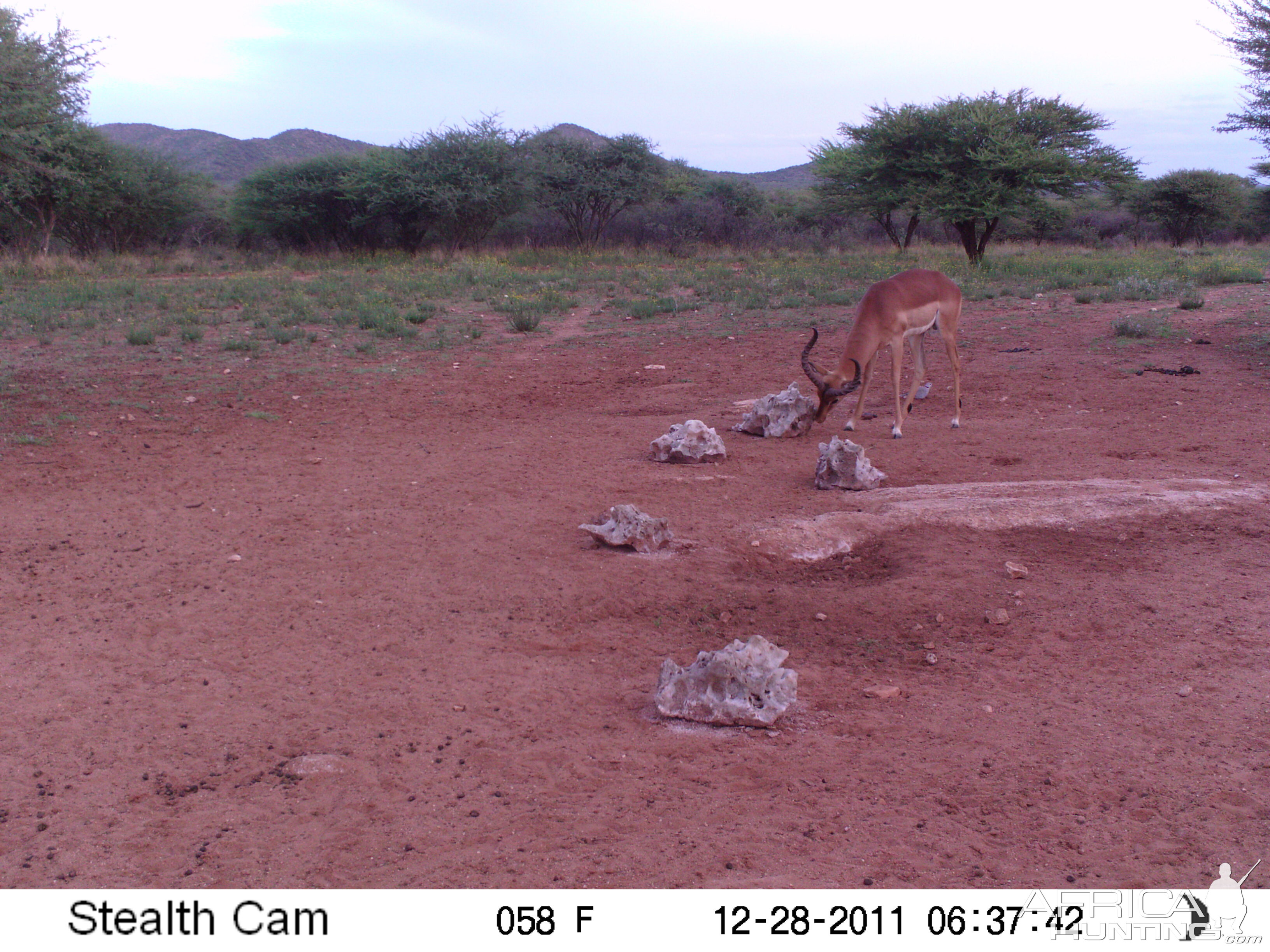 Trail Camera Namibia