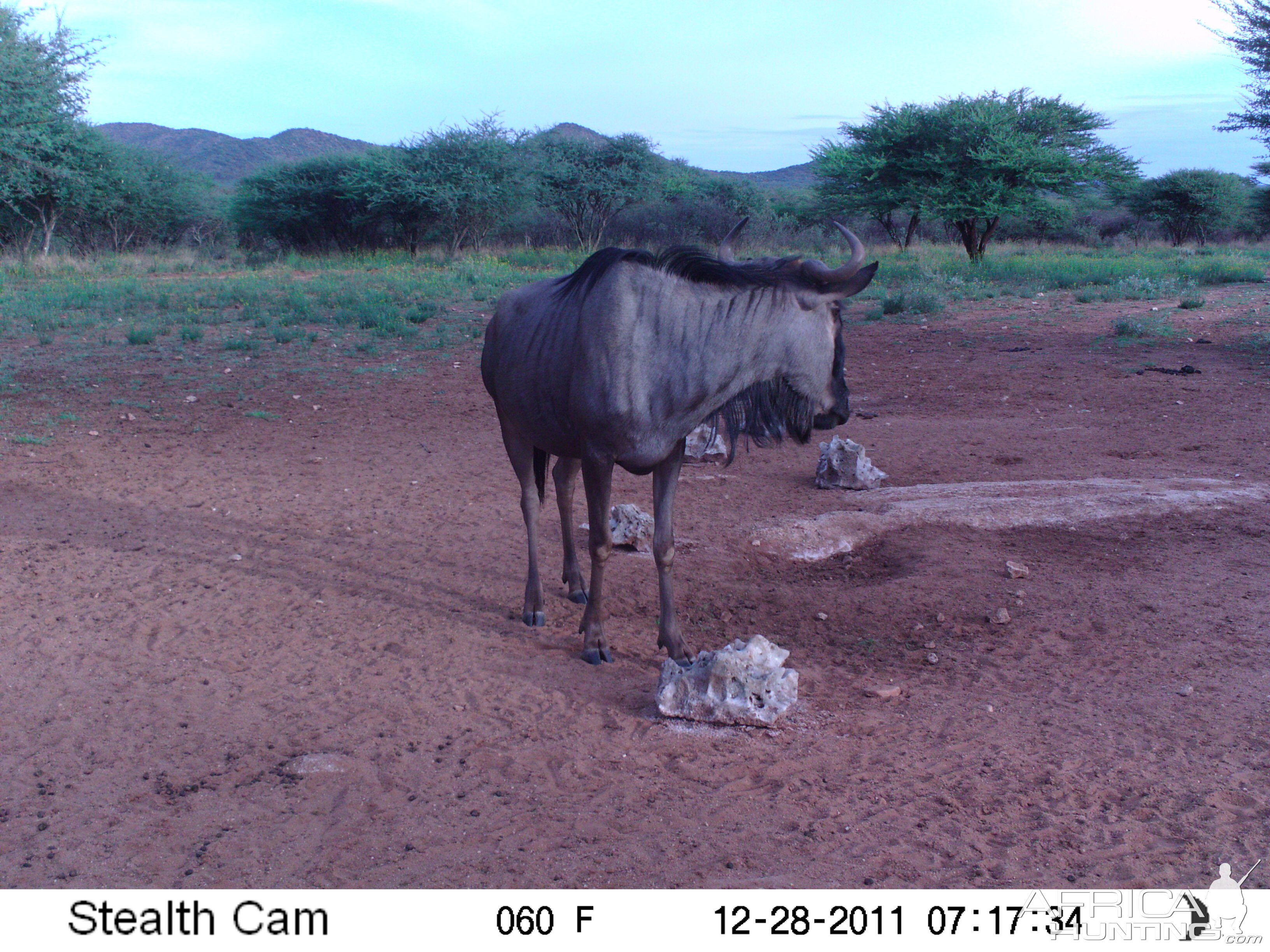 Trail Camera Namibia