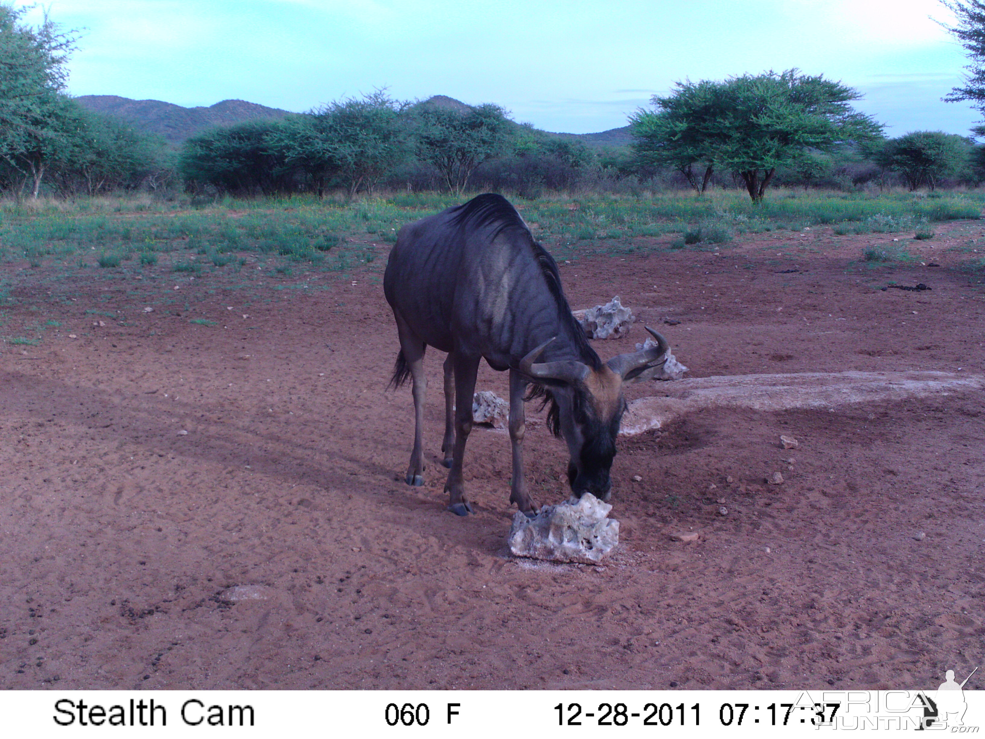 Trail Camera Namibia