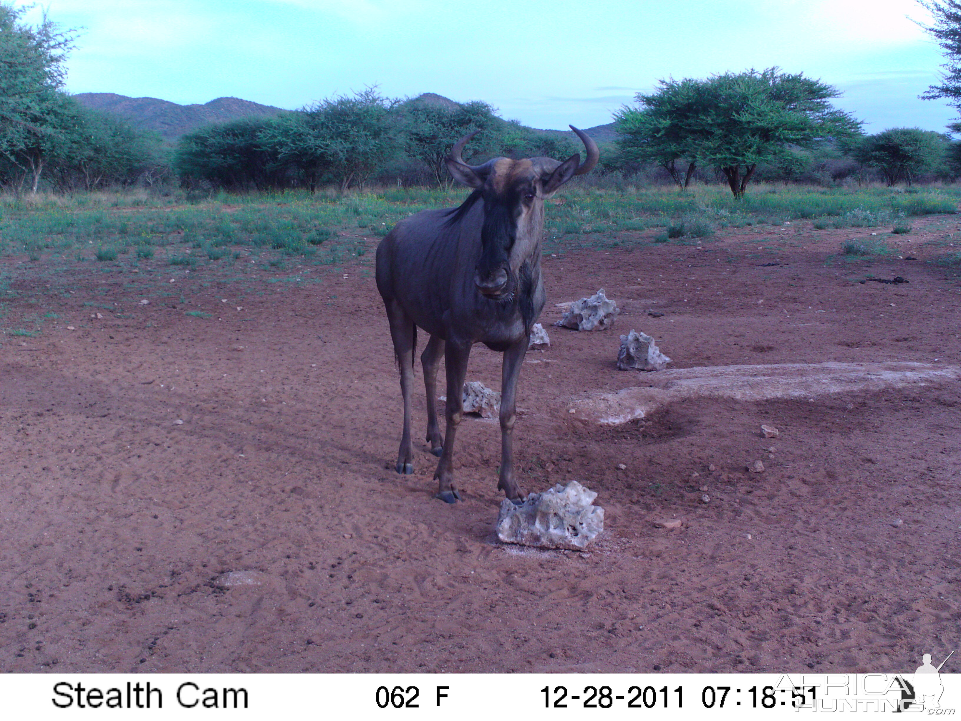 Trail Camera Namibia