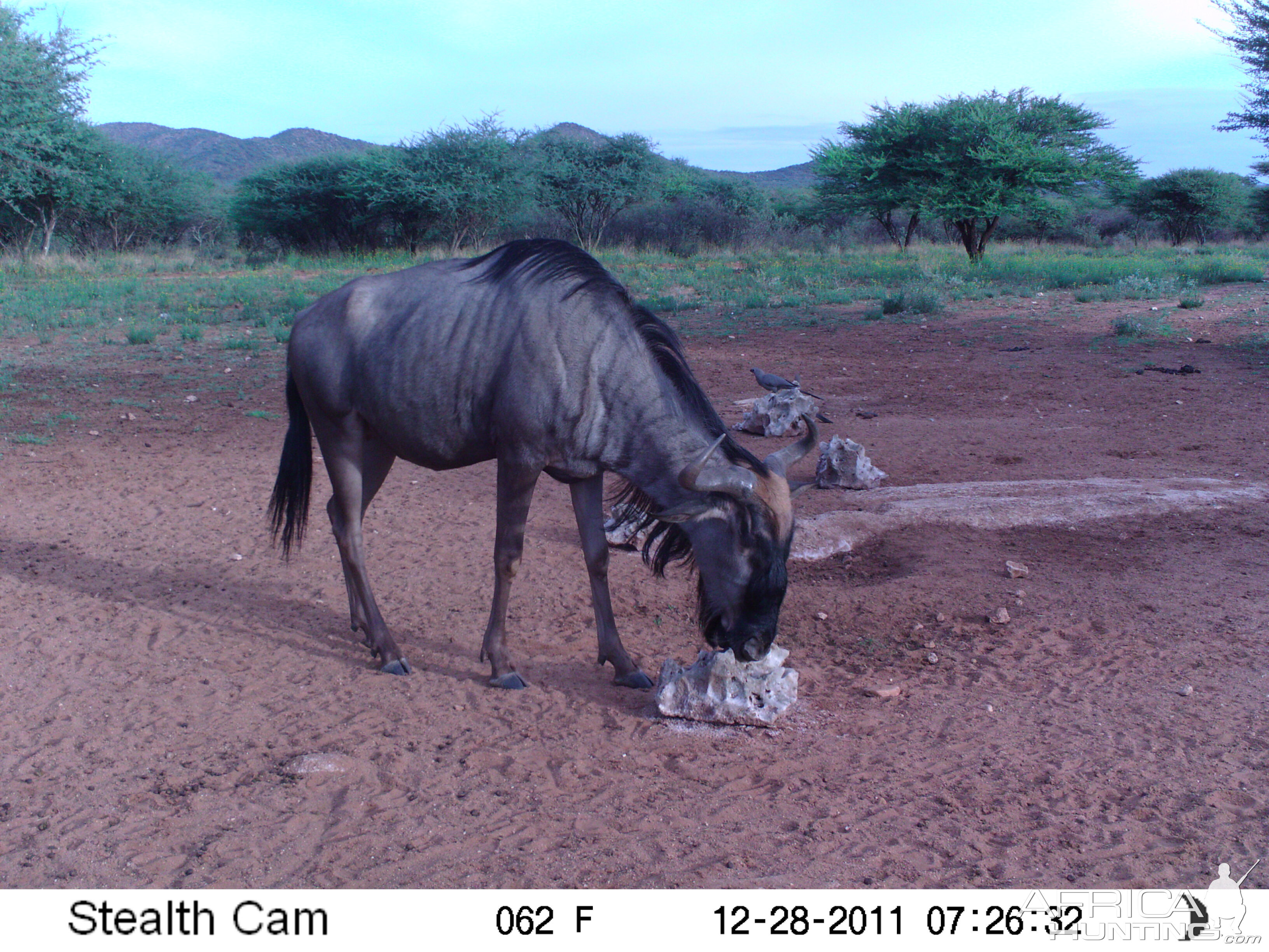 Trail Camera Namibia