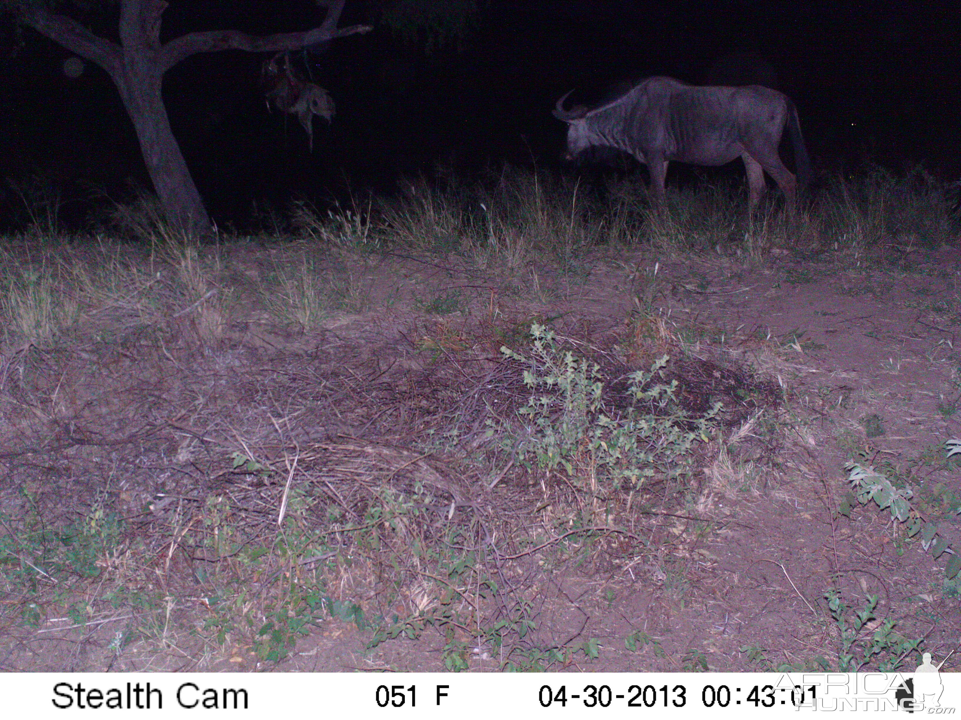 Trail Camera