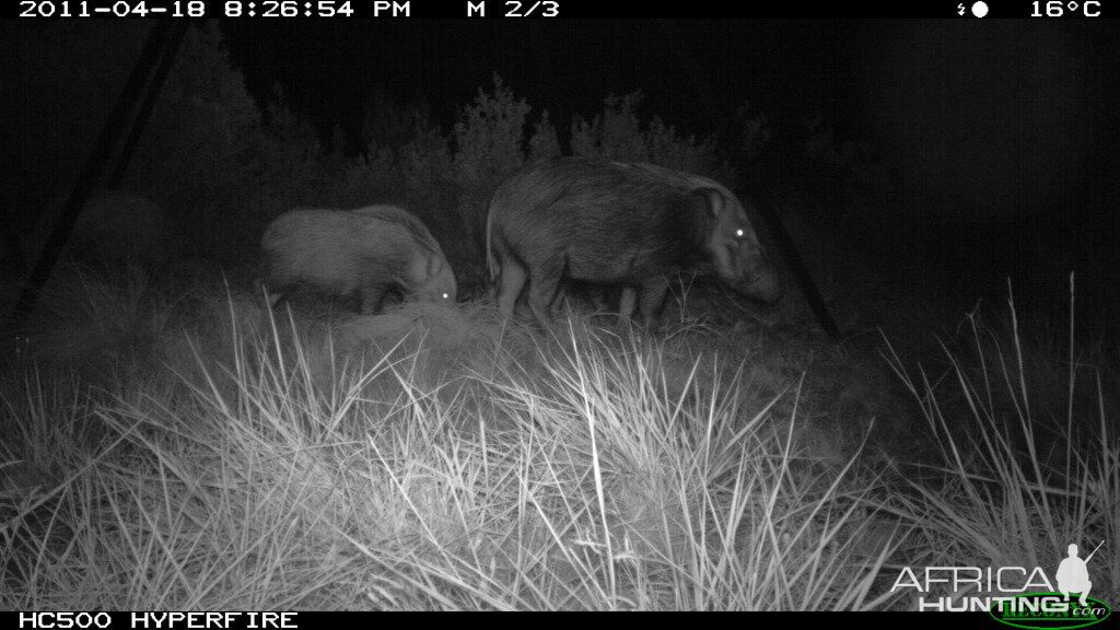 Trailcam photo of Bushpigs from one of our bait stations