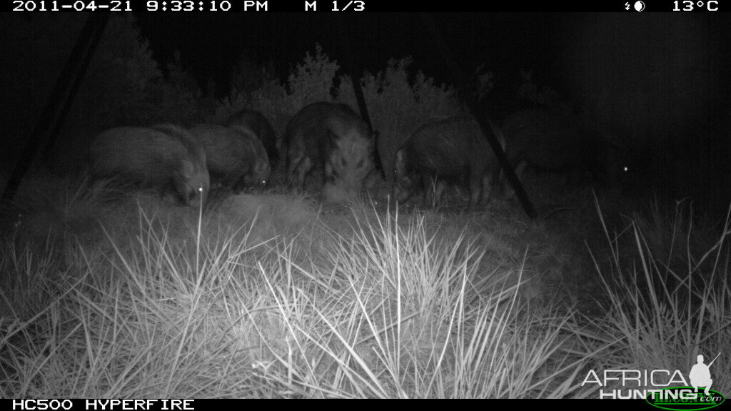 Trailcam photo of Bushpigs from one of our bait stations