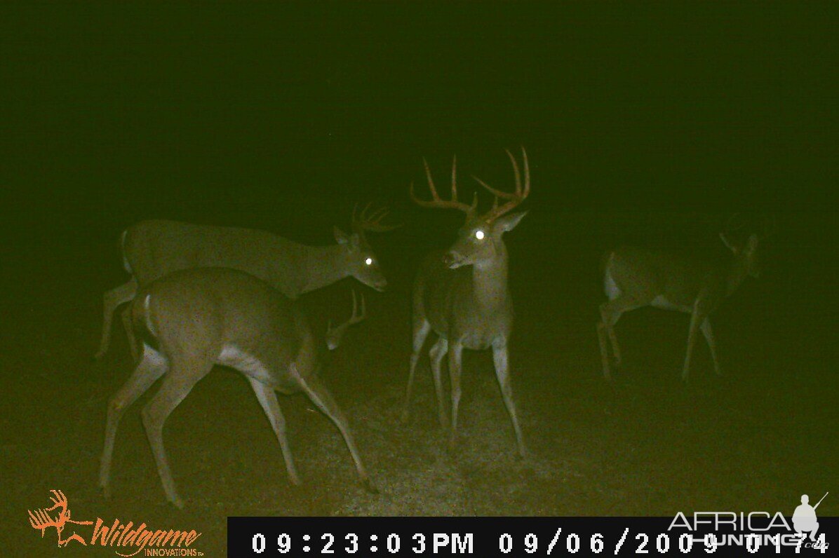 Trailcam picture