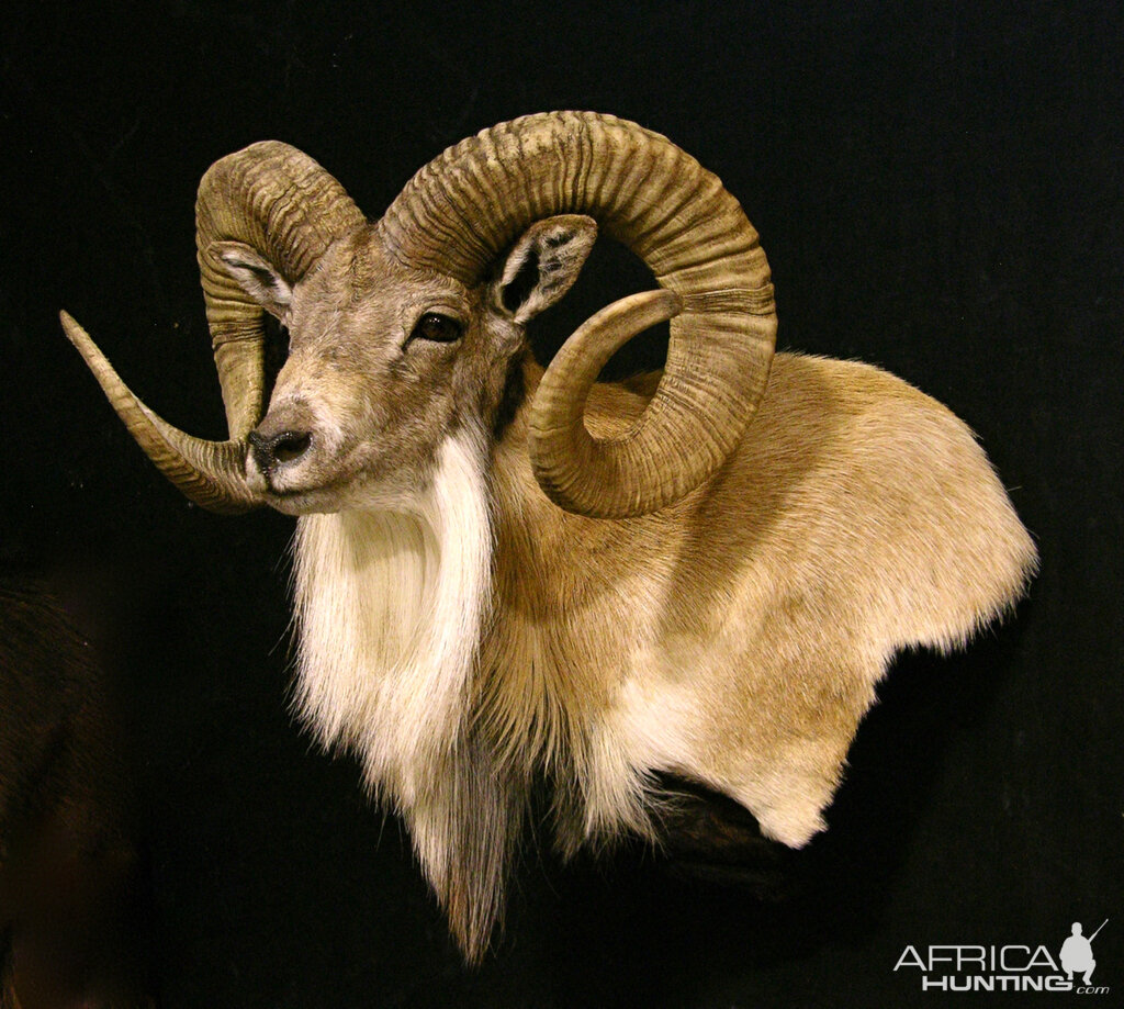 Transcasian Urial Sheep Shoulder Mount Taxidermy