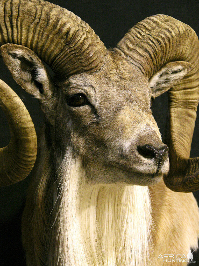 Transcasian Urial Sheep Shoulder Mount Taxidermy