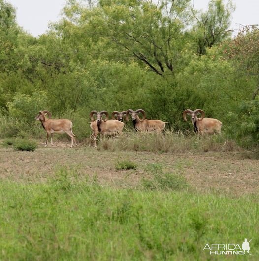 Transcaspian Urial Sheep Texas