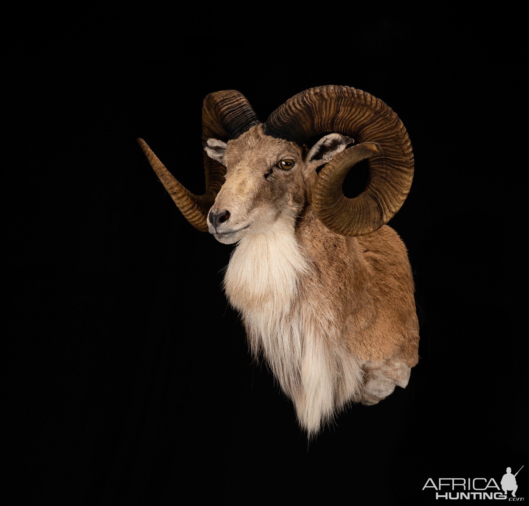 Transcaspian Urial Shoulder Mount Taxidermy