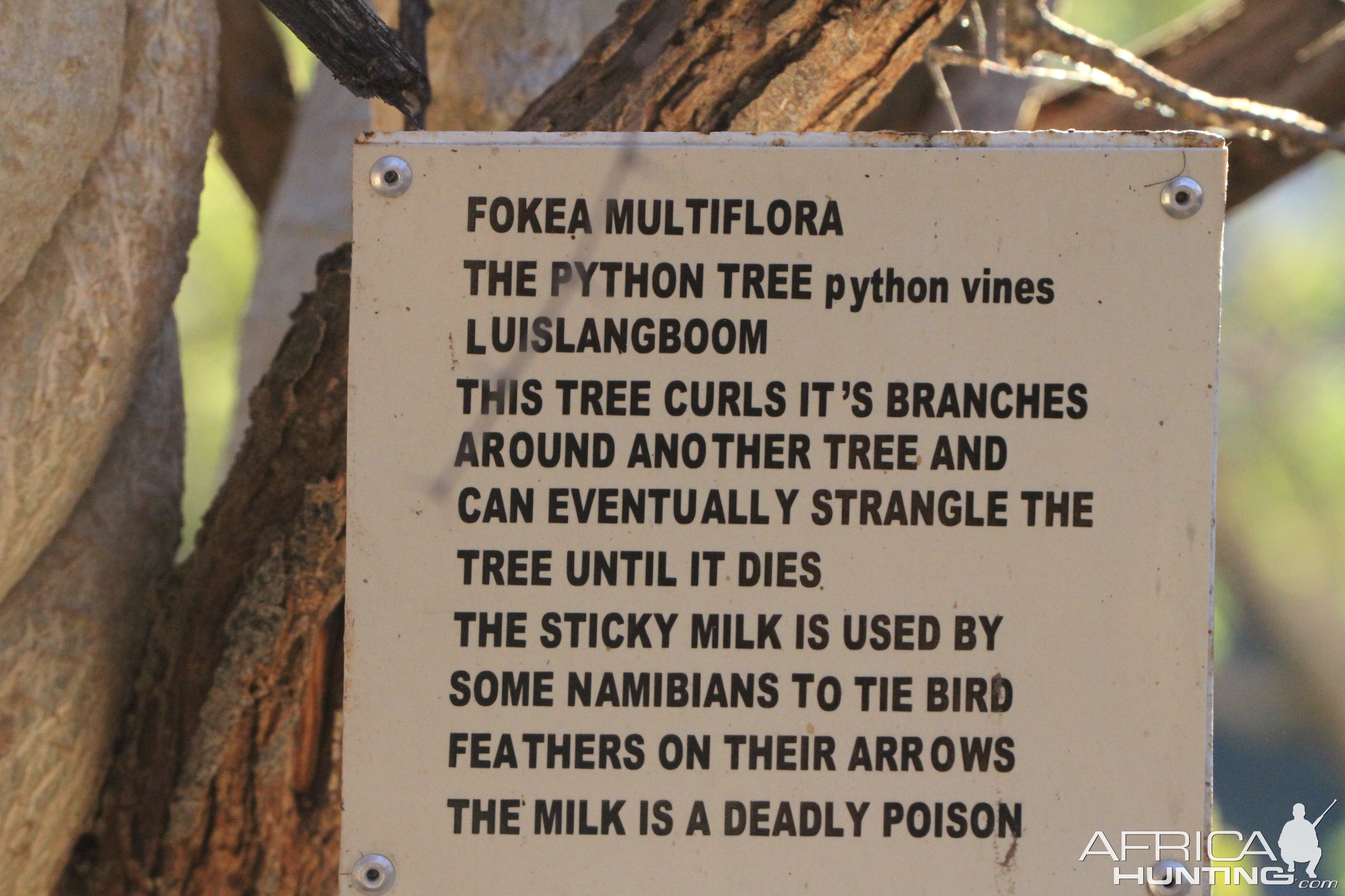 Tree at Otjikoto Lake in Namibia