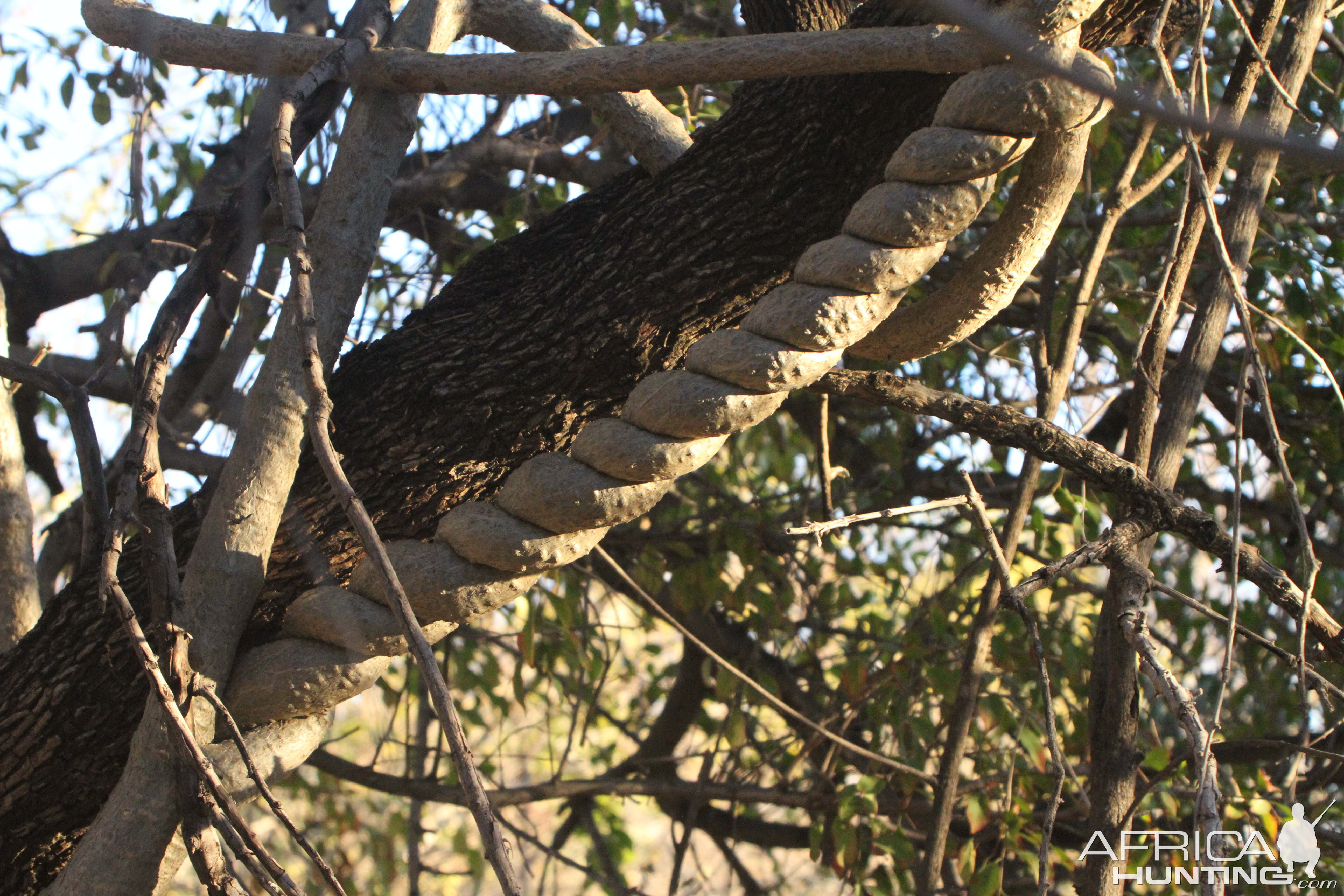 Tree at Otjikoto Lake in Namibia