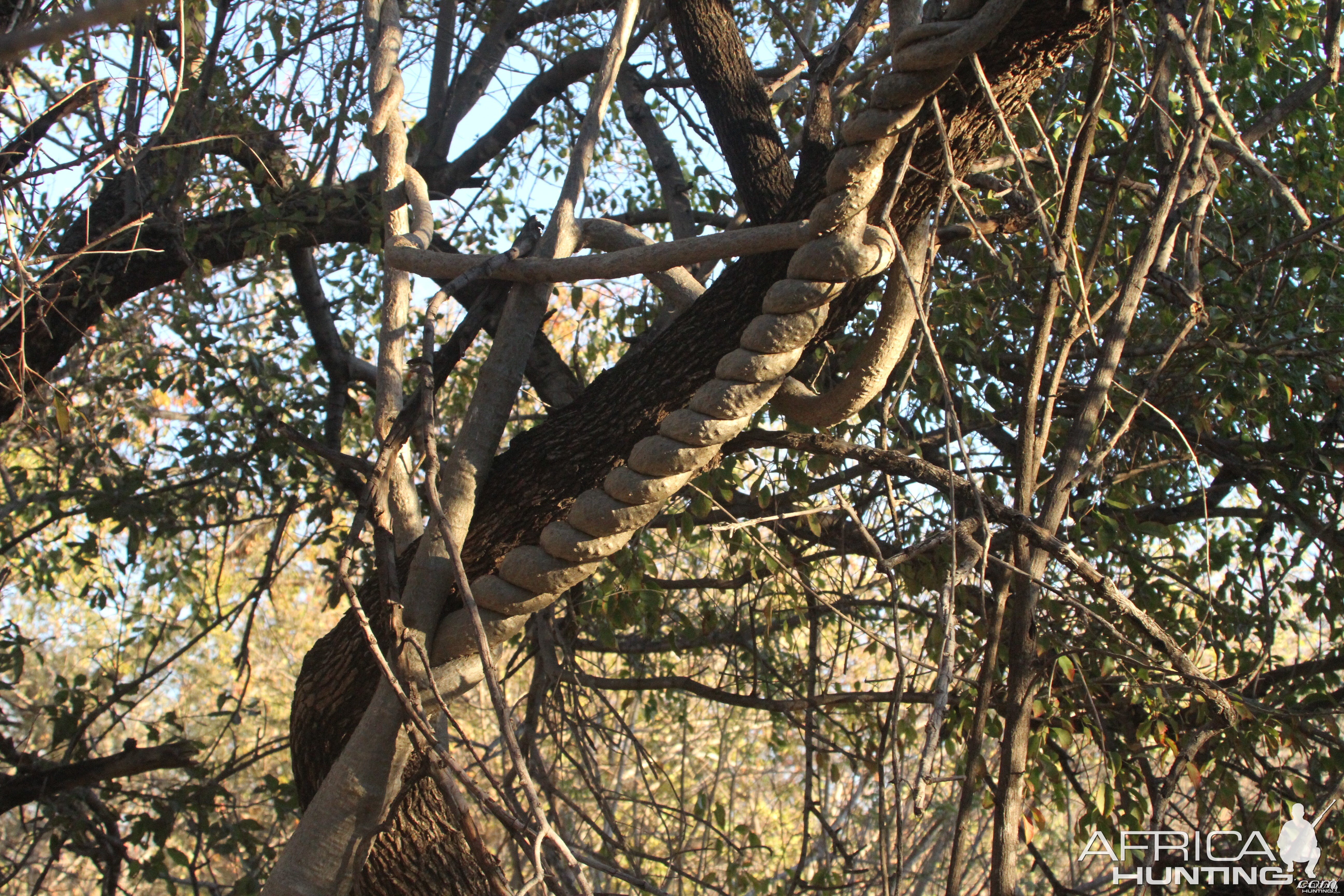 Tree at Otjikoto Lake in Namibia