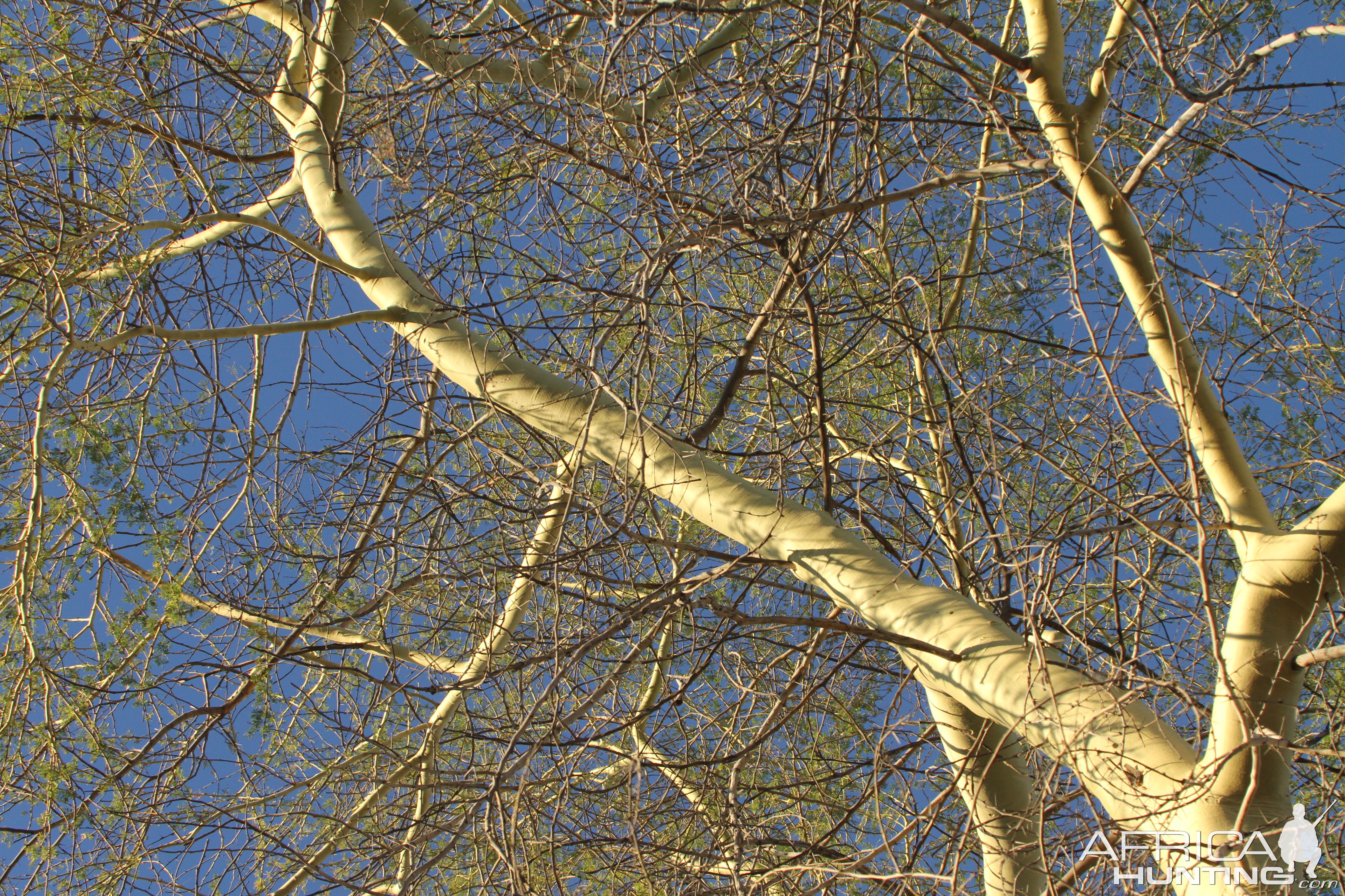 Tree at Otjikoto Lake in Namibia