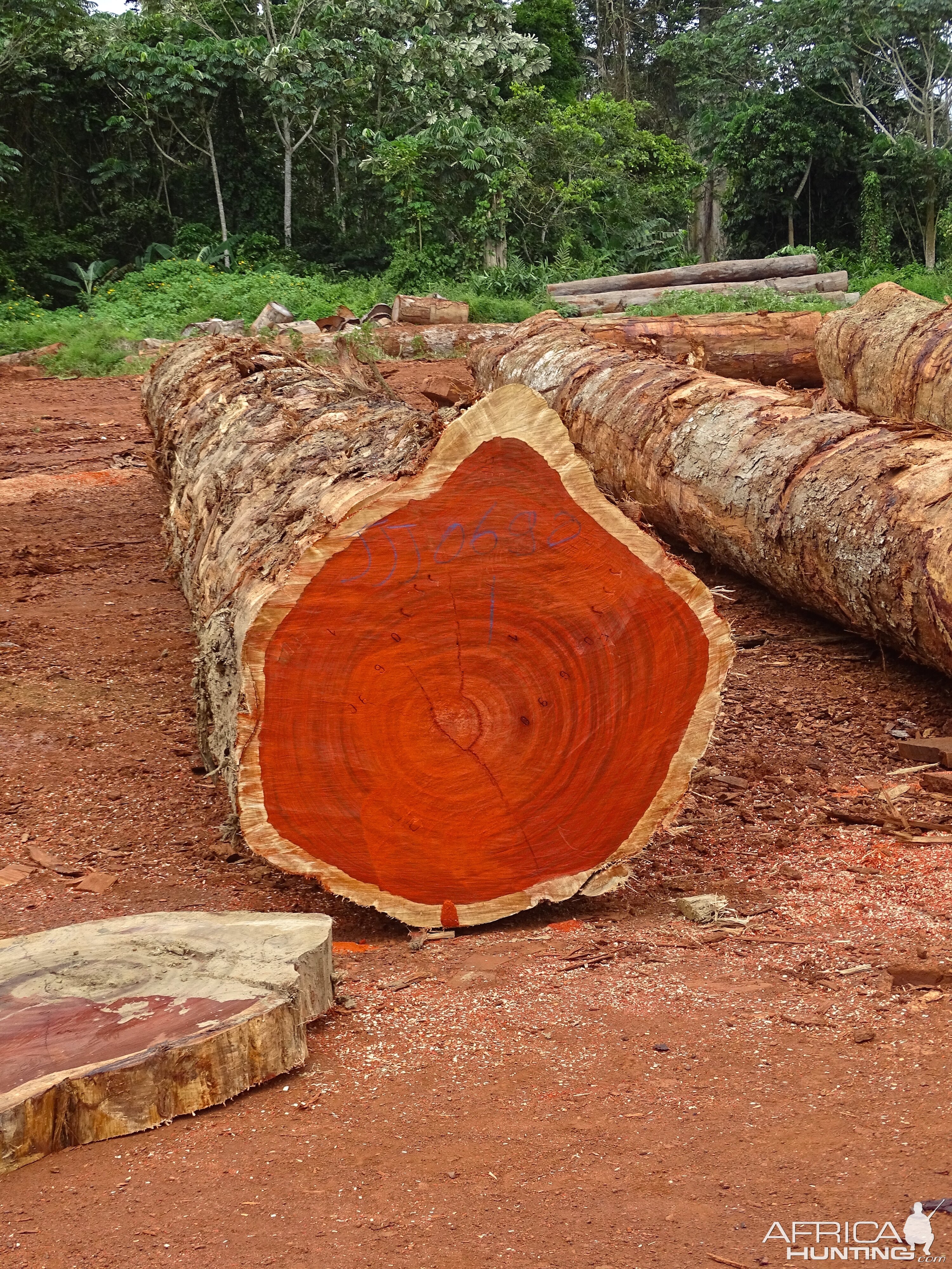 Tree harvested Congo