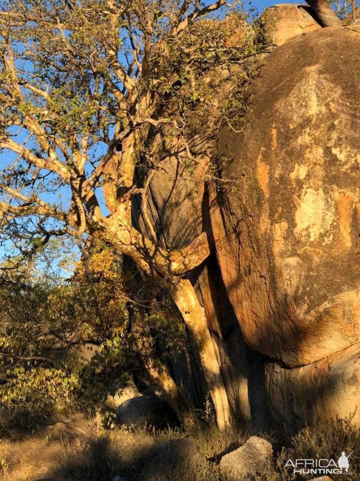 Tree in a rock in Zimbabwe