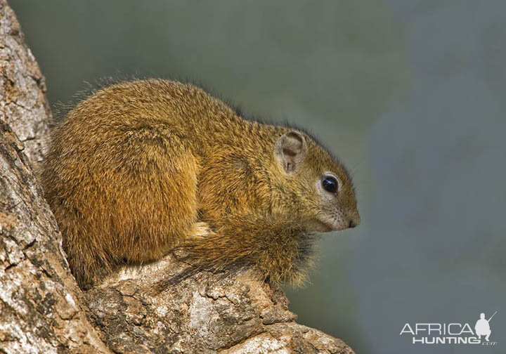 Tree Squirrel South Africa