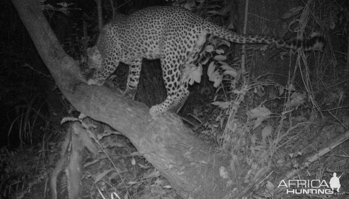 Trial Cam Leopard