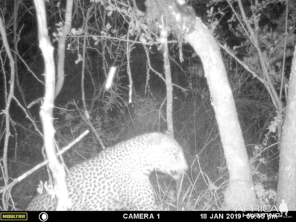 Trial Cam Pictures of Leopard in Zimbabwe