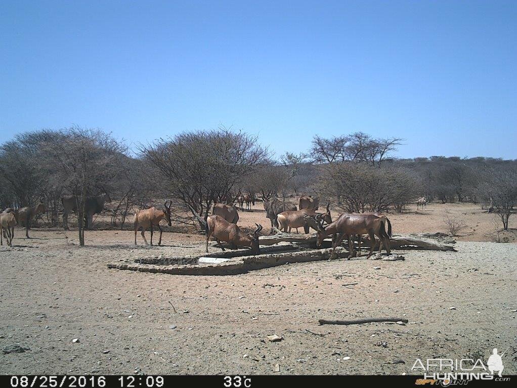 Trial Cam Red Hartebeest