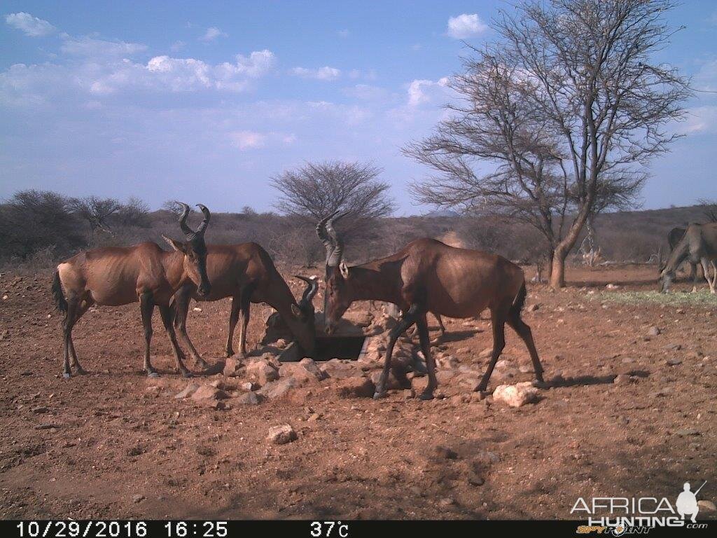 Trial Cam Red Hartebeest