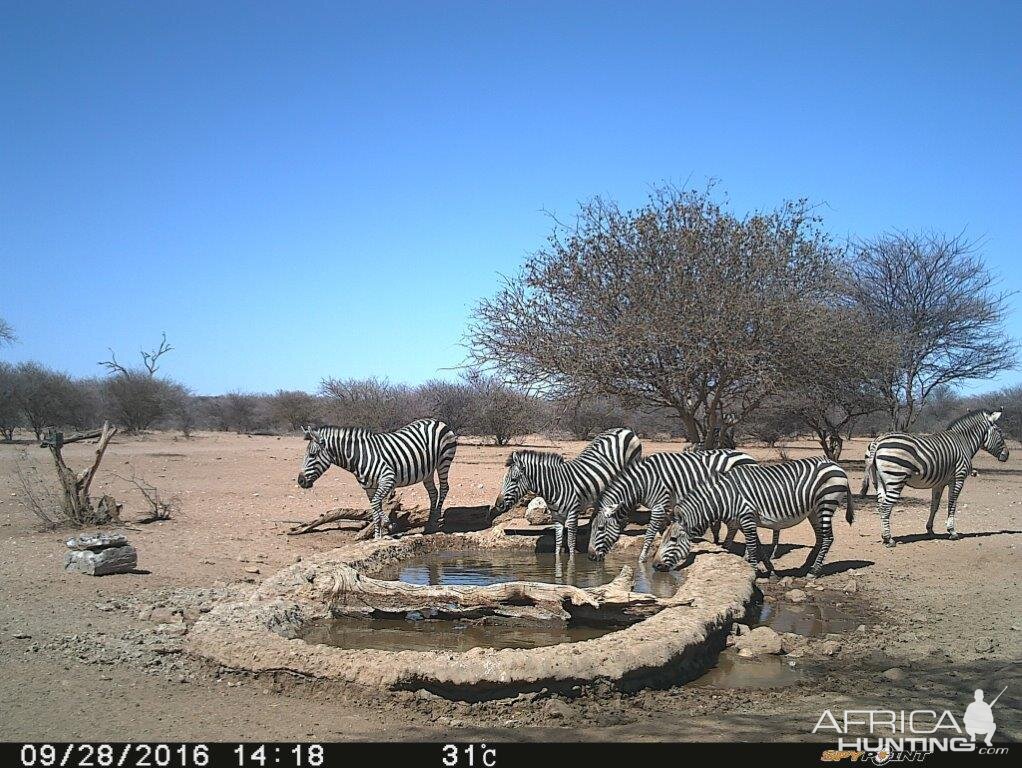 Trial Cam Zebra