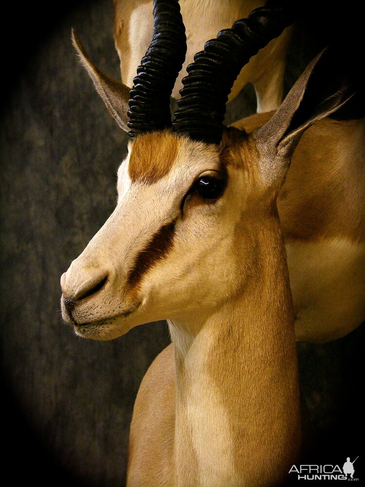 Triple Stack Springbok Taxidermy