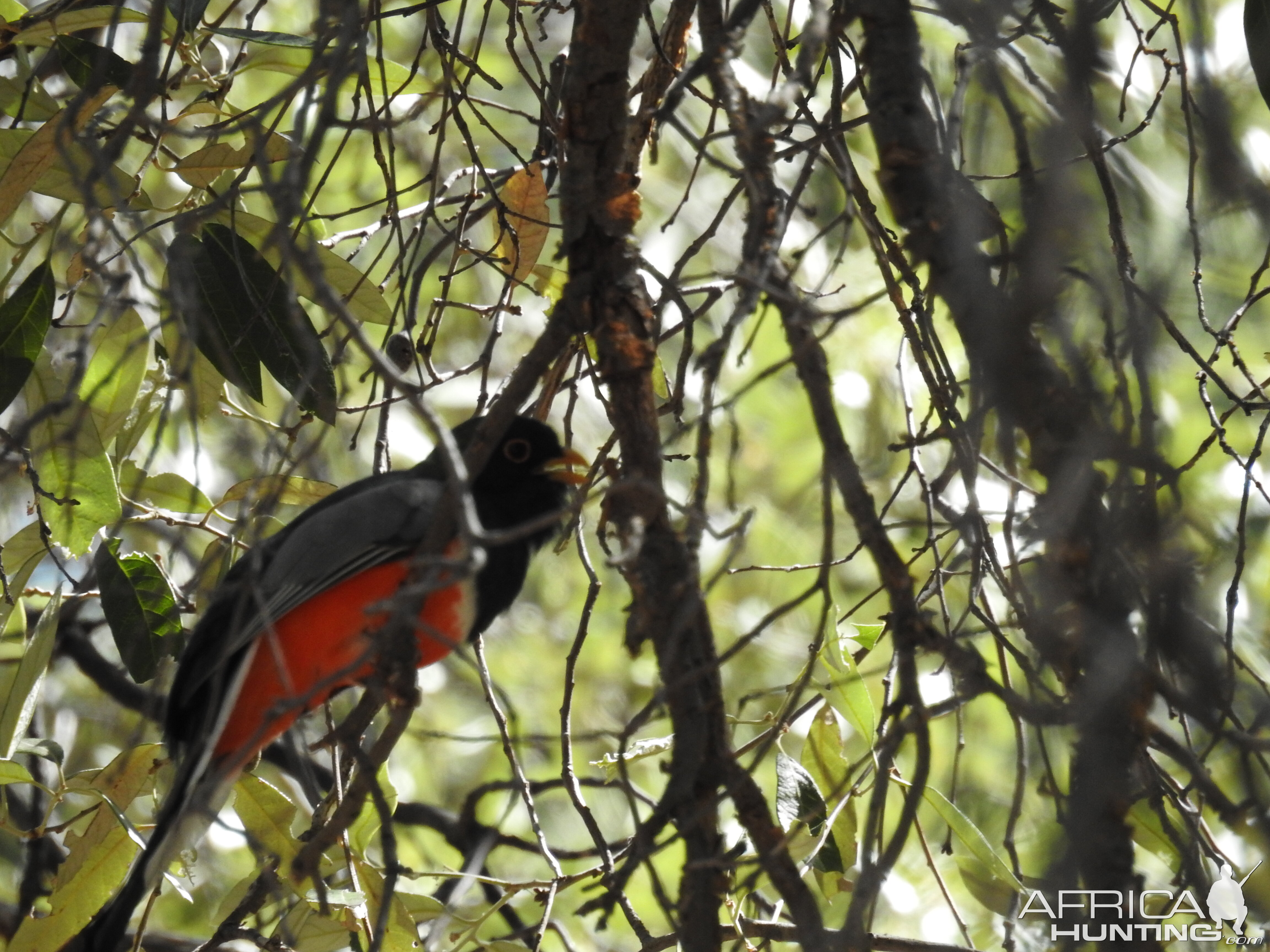 Trogon in Arizona USA