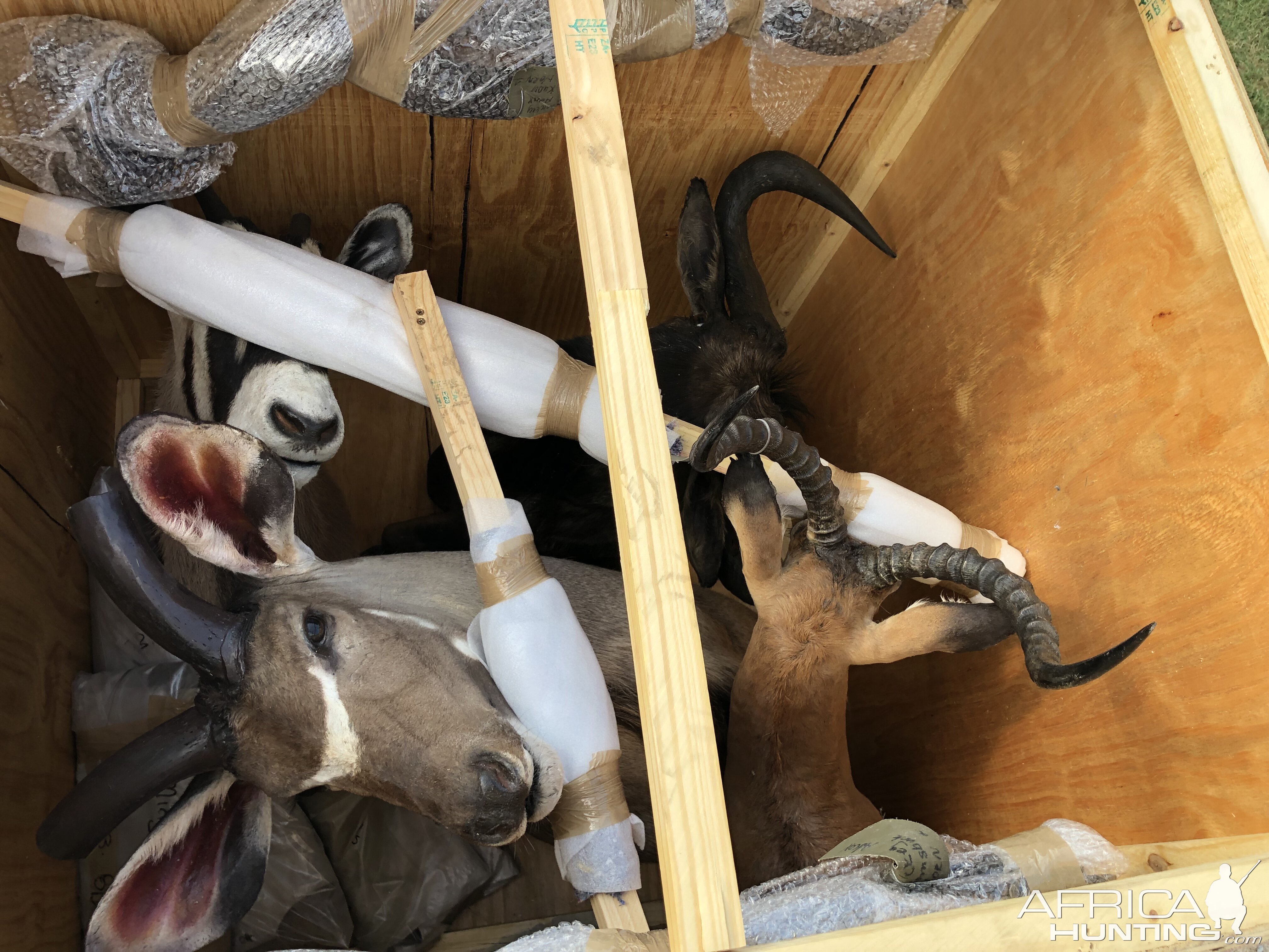 Trophies Crate Taxidermy