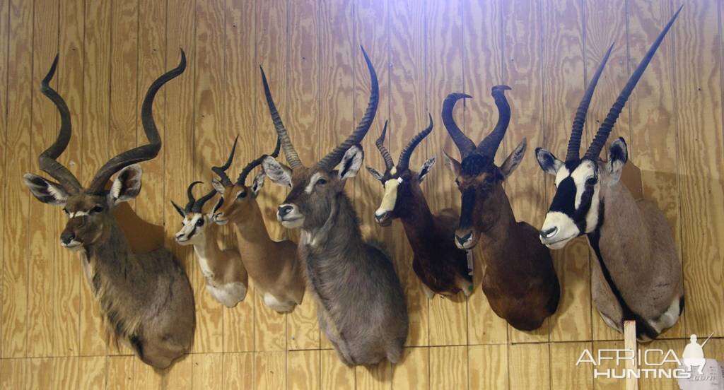 Trophies Drying