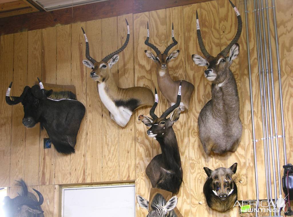 Trophies Drying