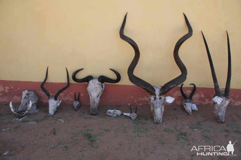 Trophies from Namibia