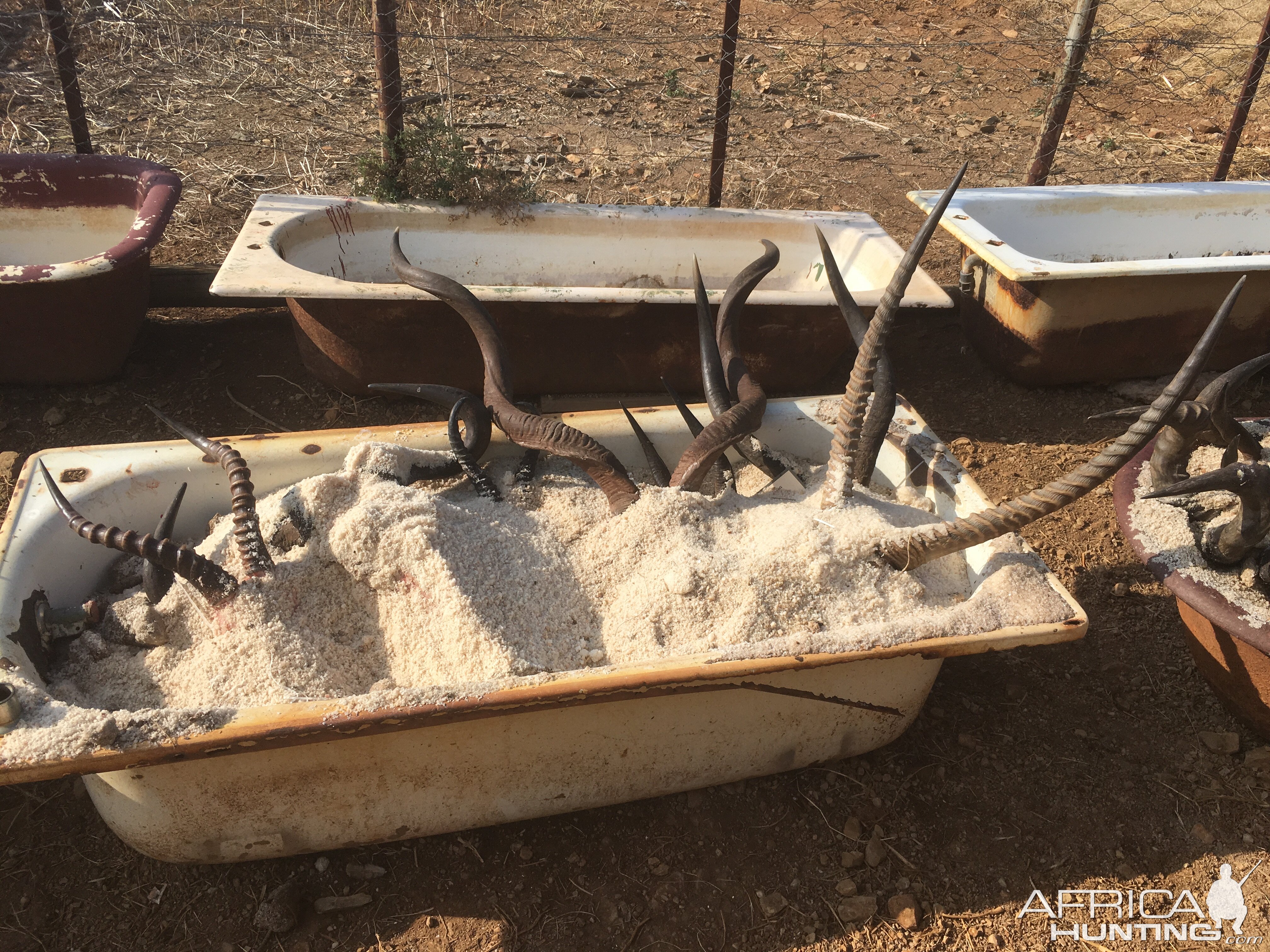 Trophies in bath of salt