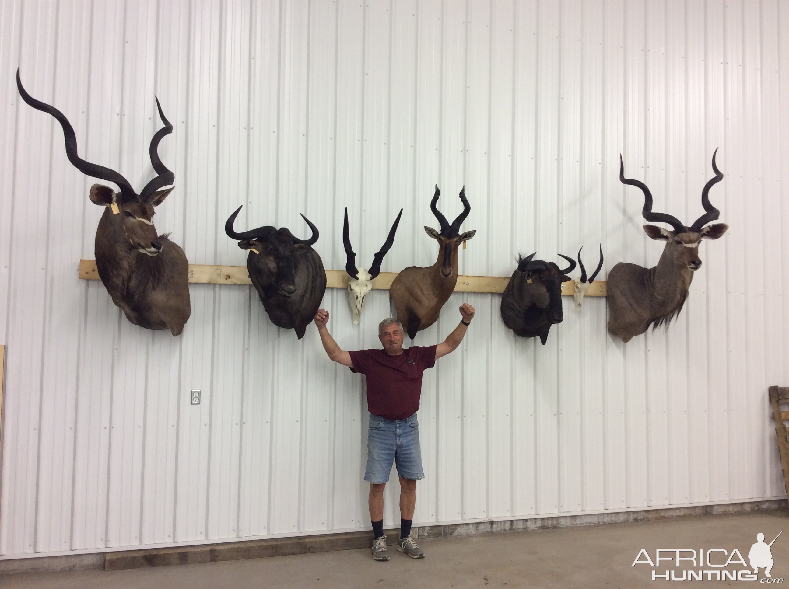 Trophies Shoulder Mount Taxidermy