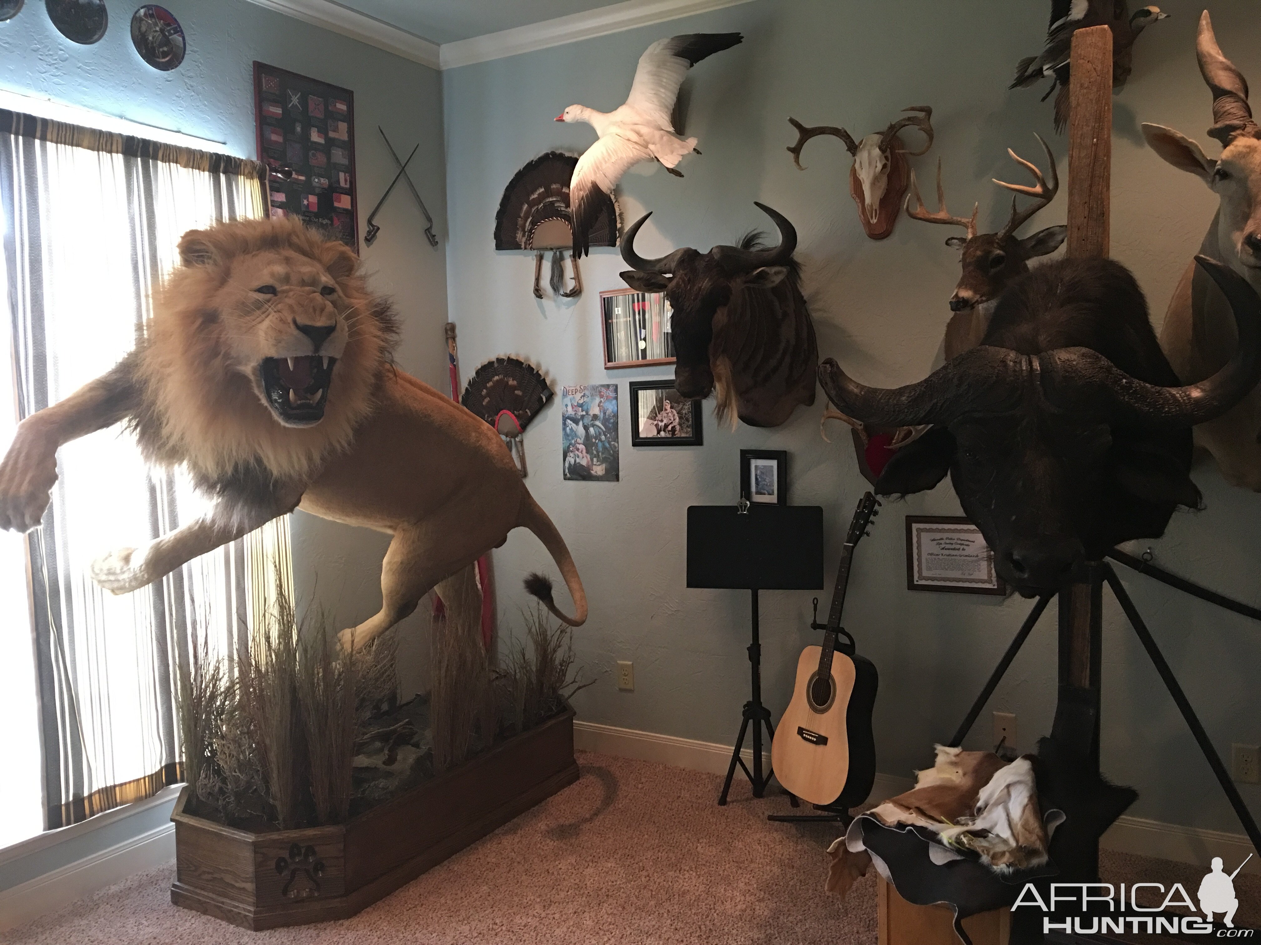 Trophies Taxidermy