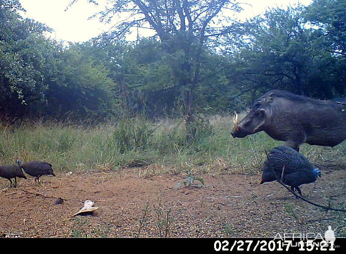 Trophy animals lurking around every corner.