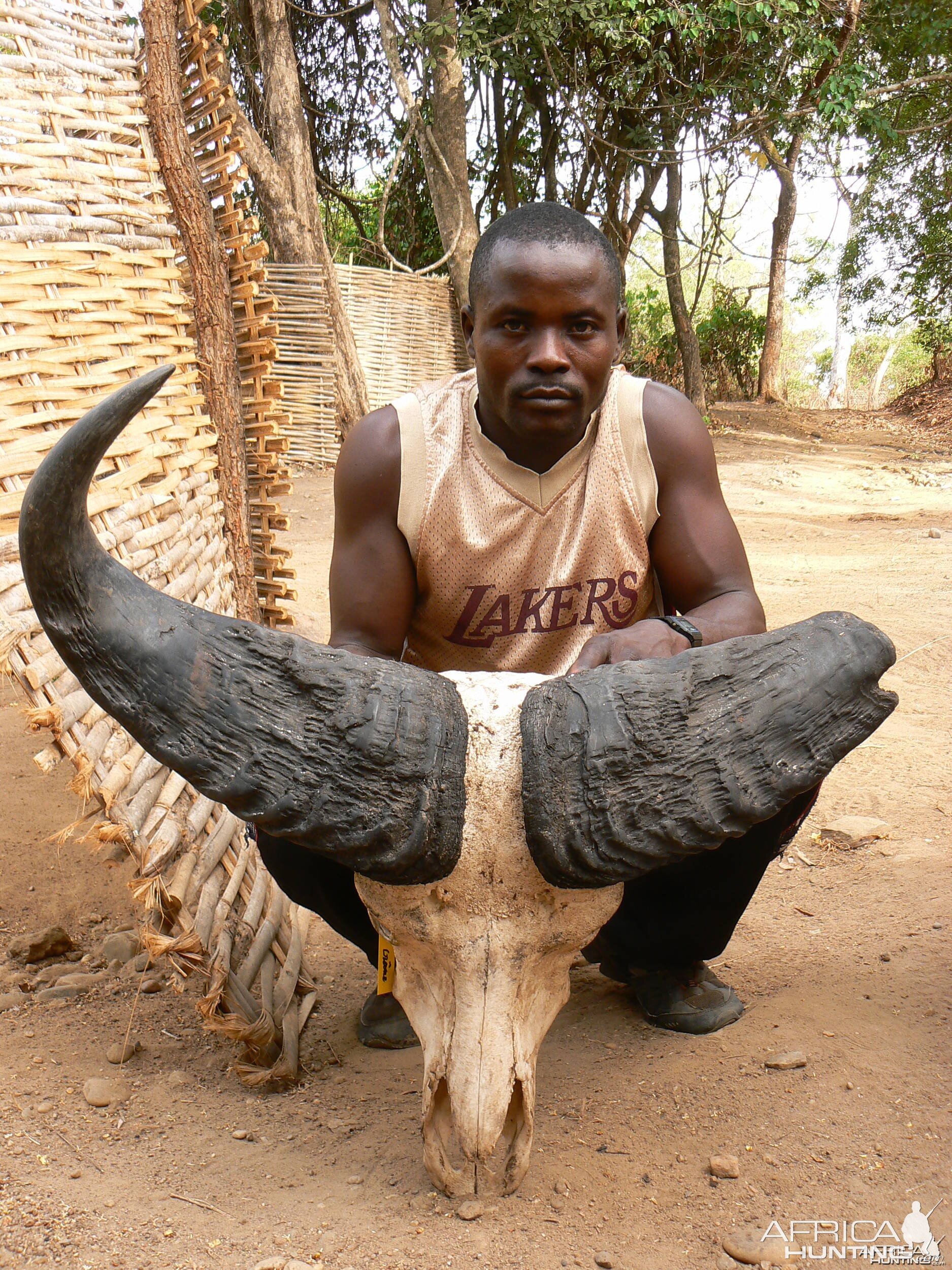 Trophy Buffalo