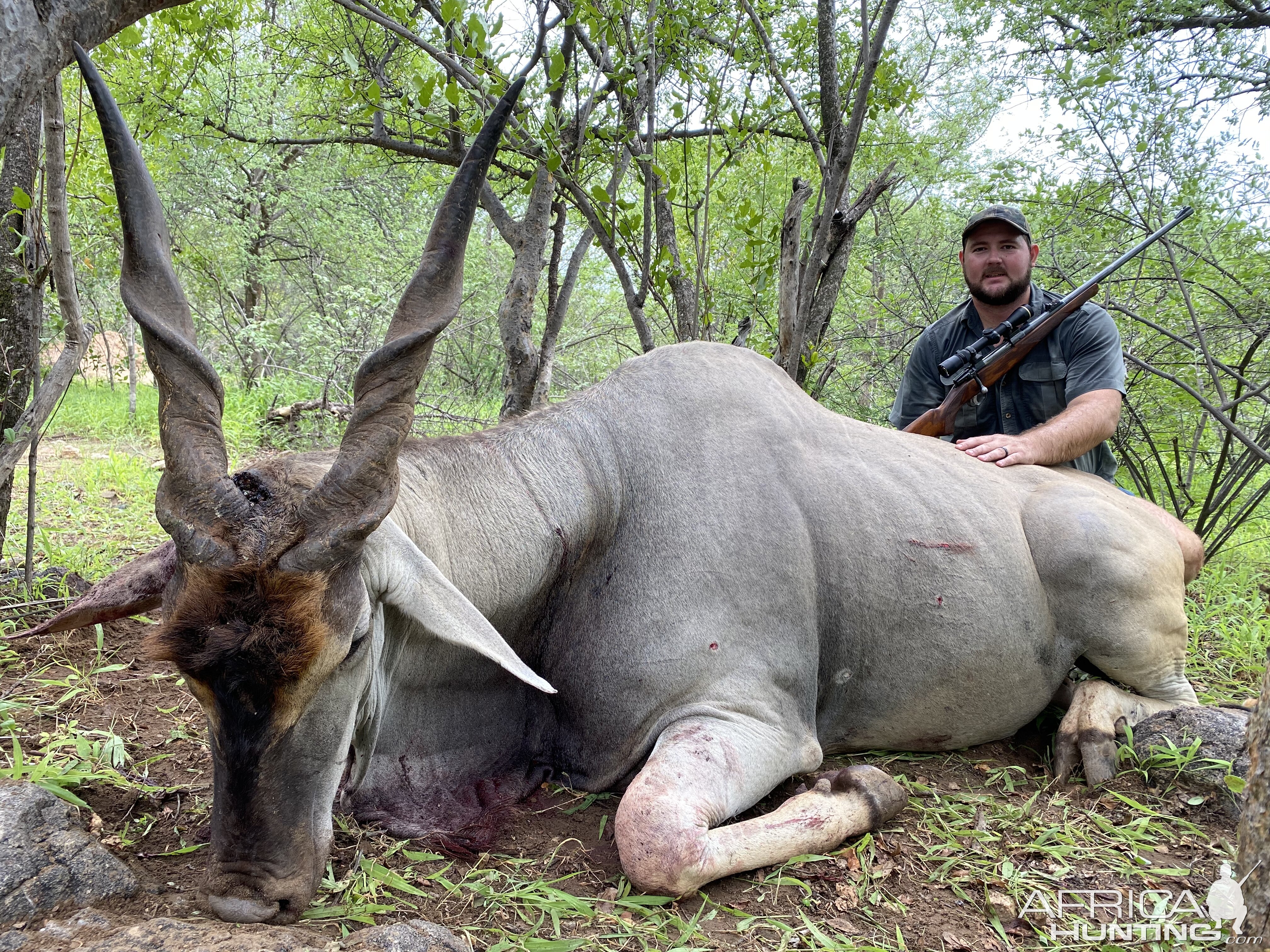 Trophy Eland Bull