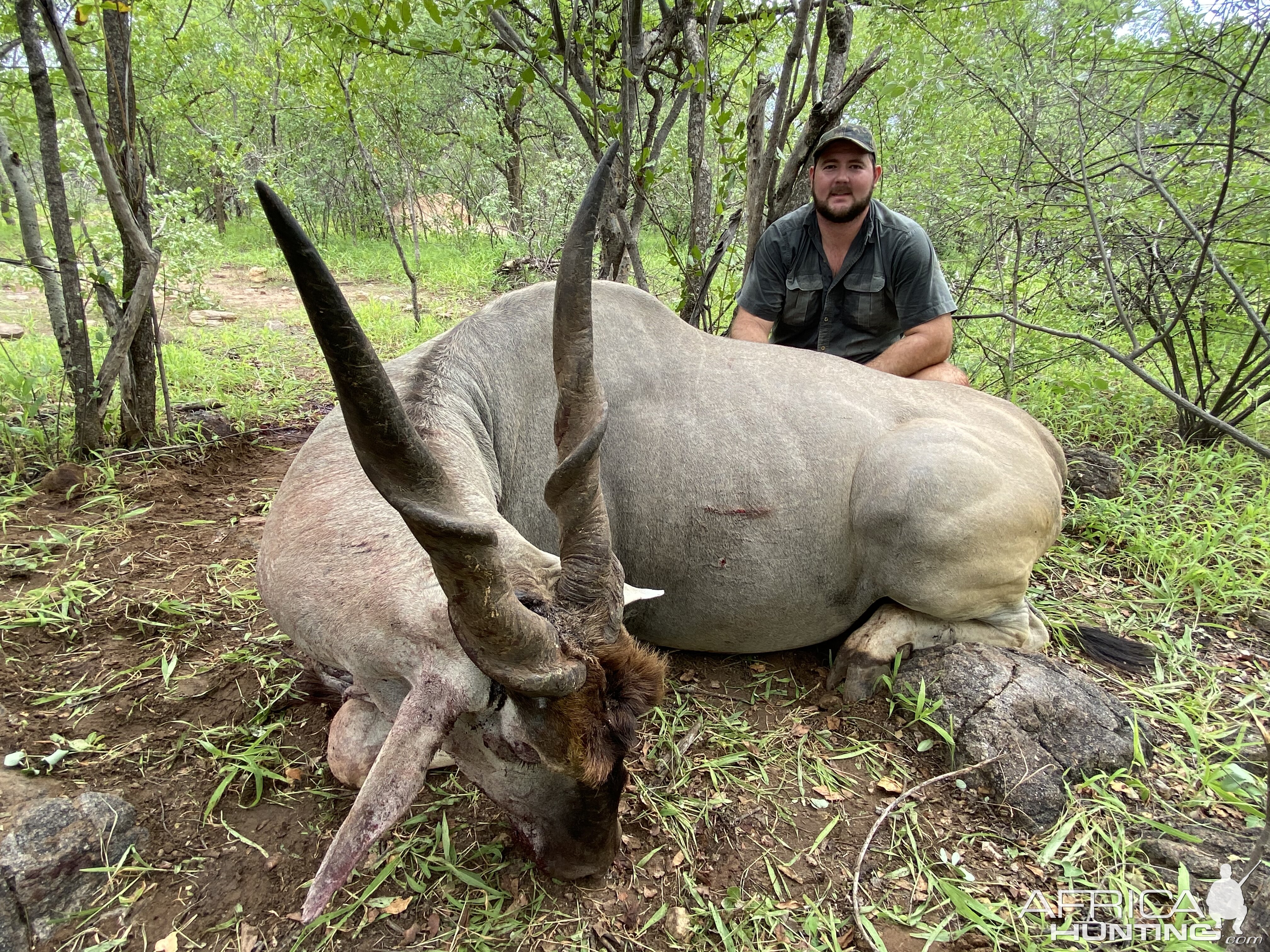 Trophy Eland Bull